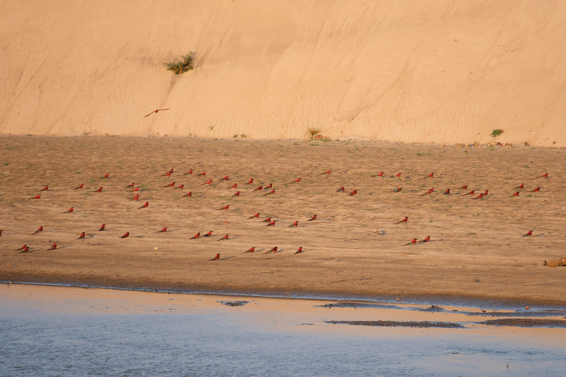 Carmine bee-eaters