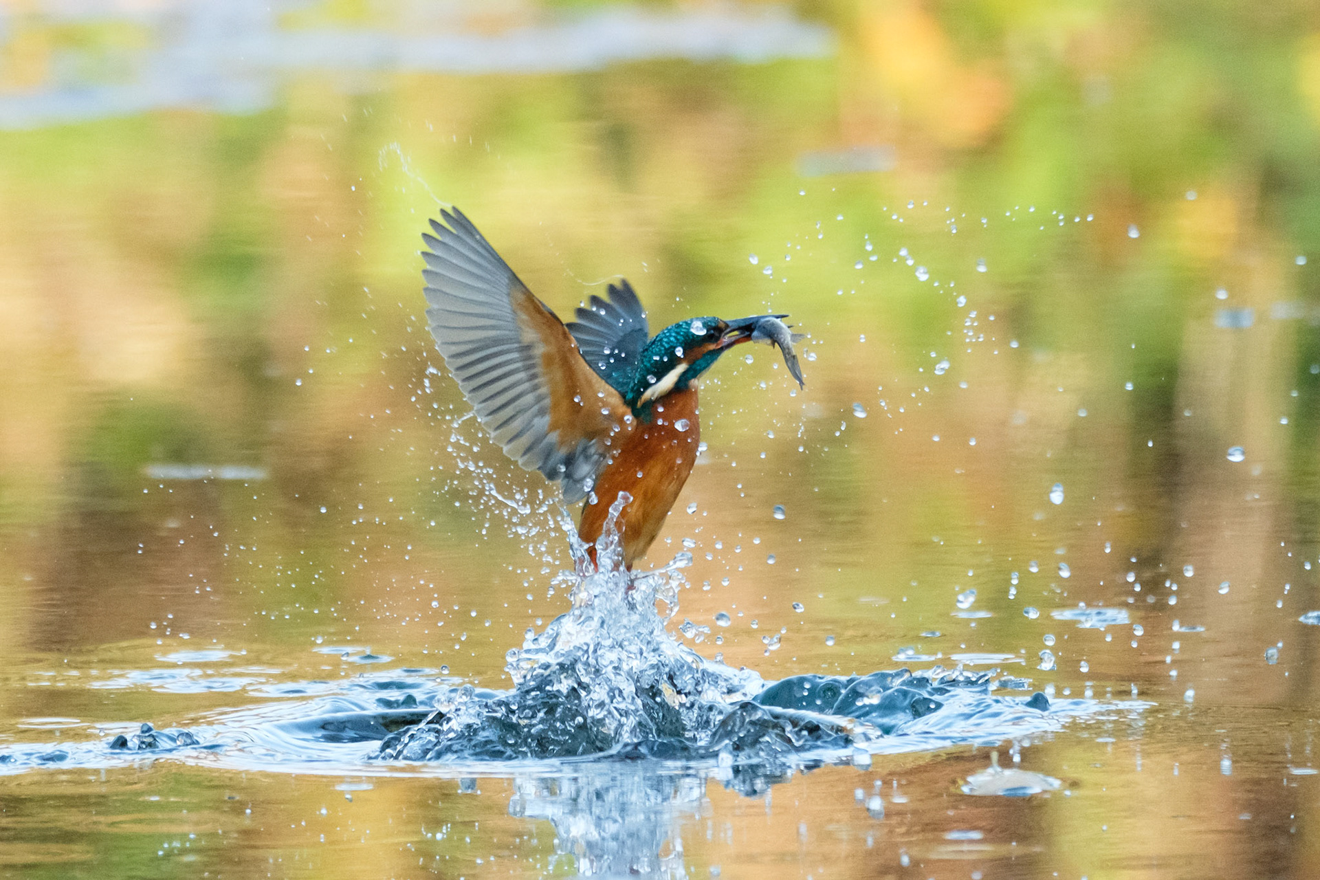 Kingfisher