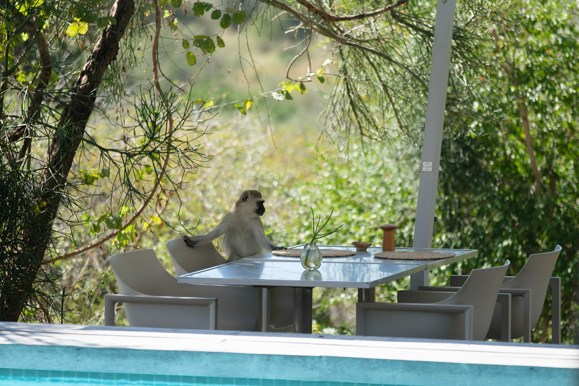 Cheeky vervet monkey!