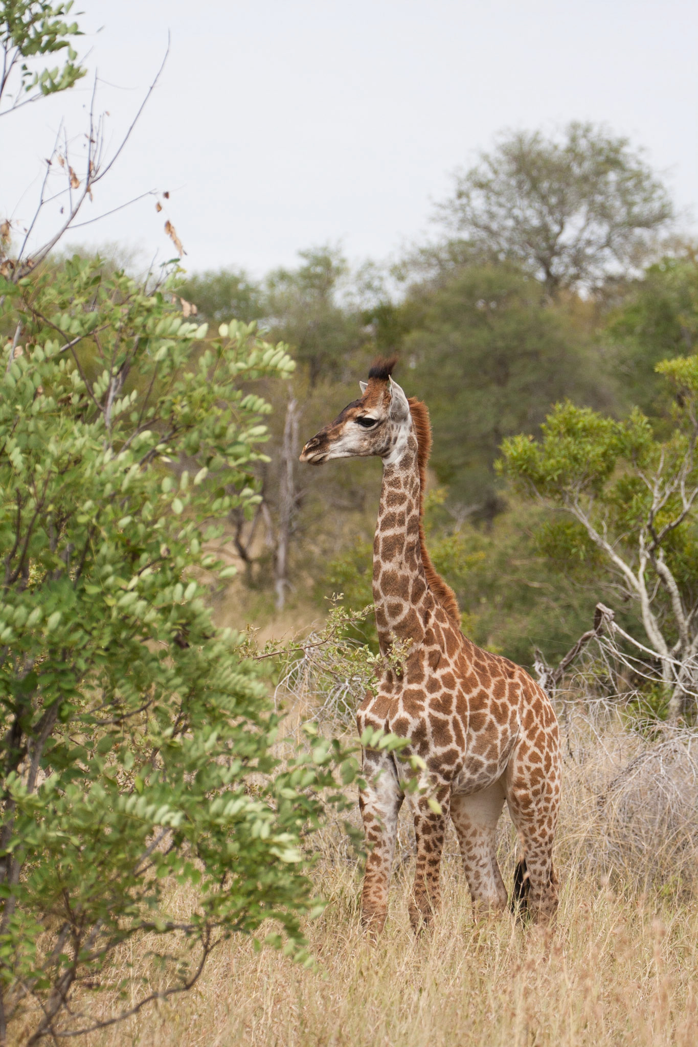 Baby giraffe