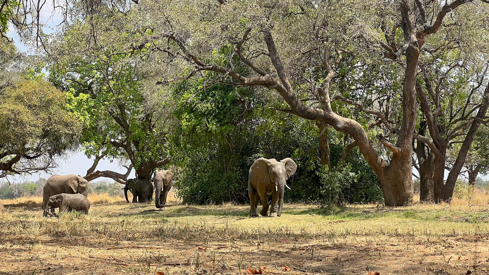 Elephants viewed from the hide at Tafika