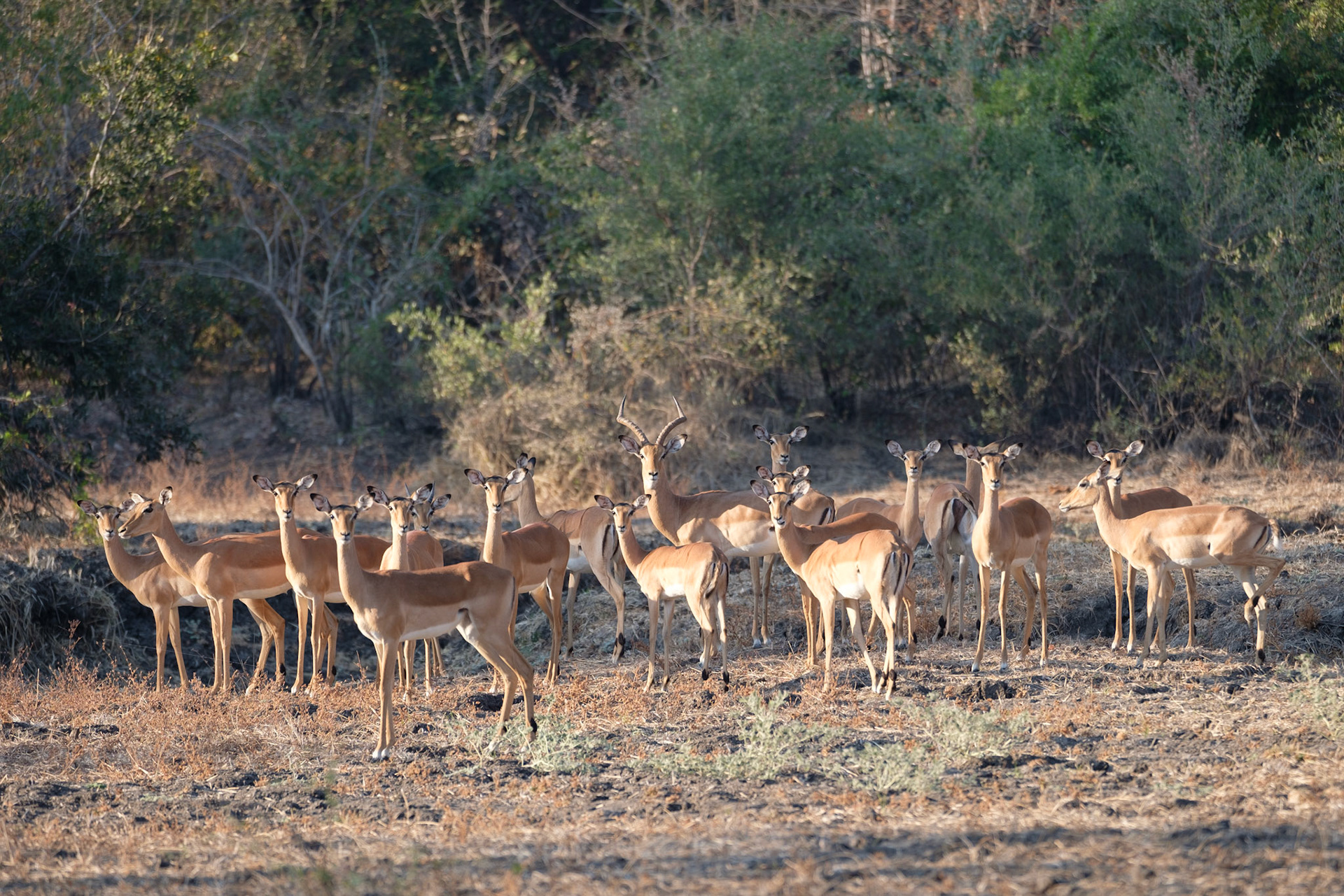 Impala