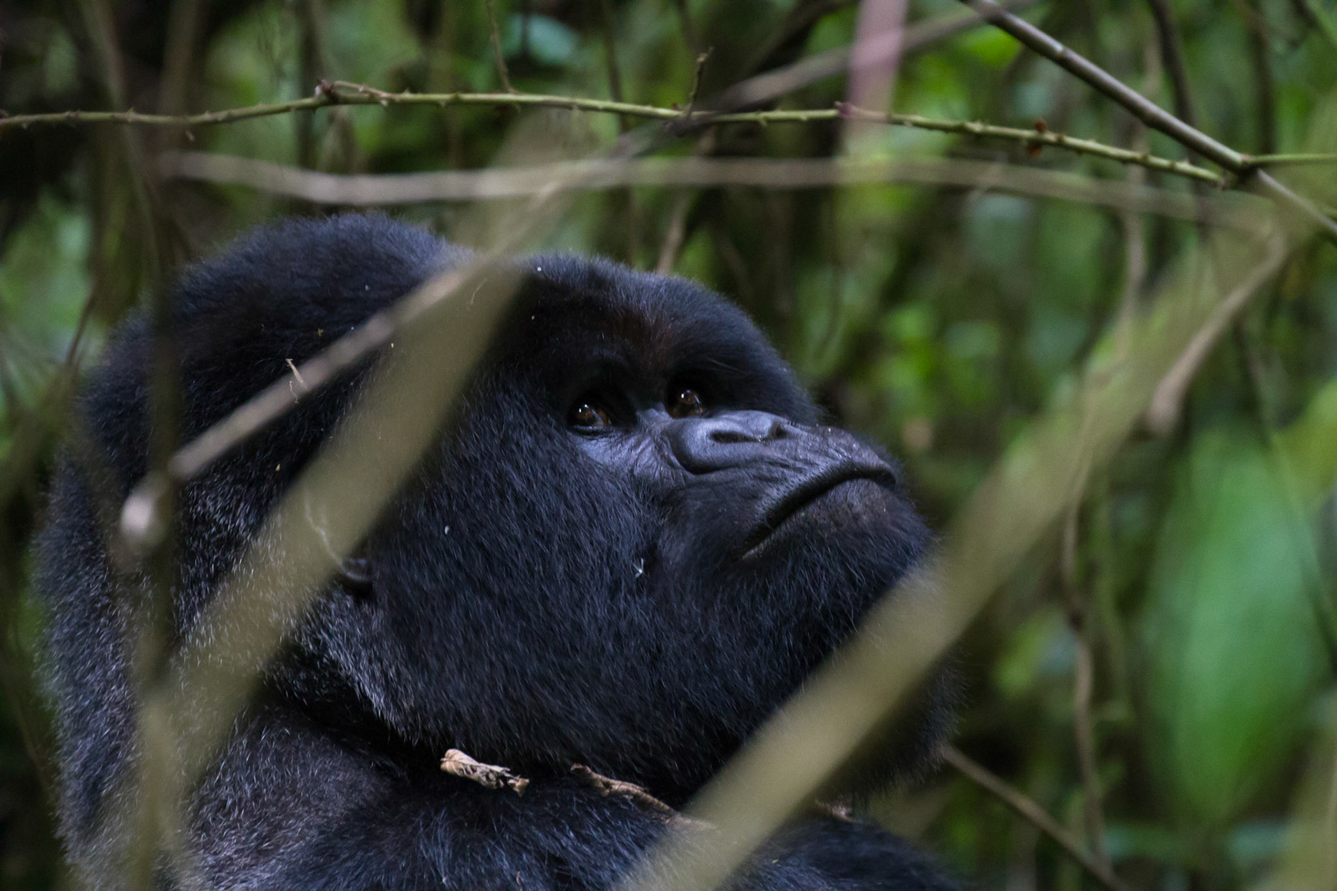 Lucky, the silverback