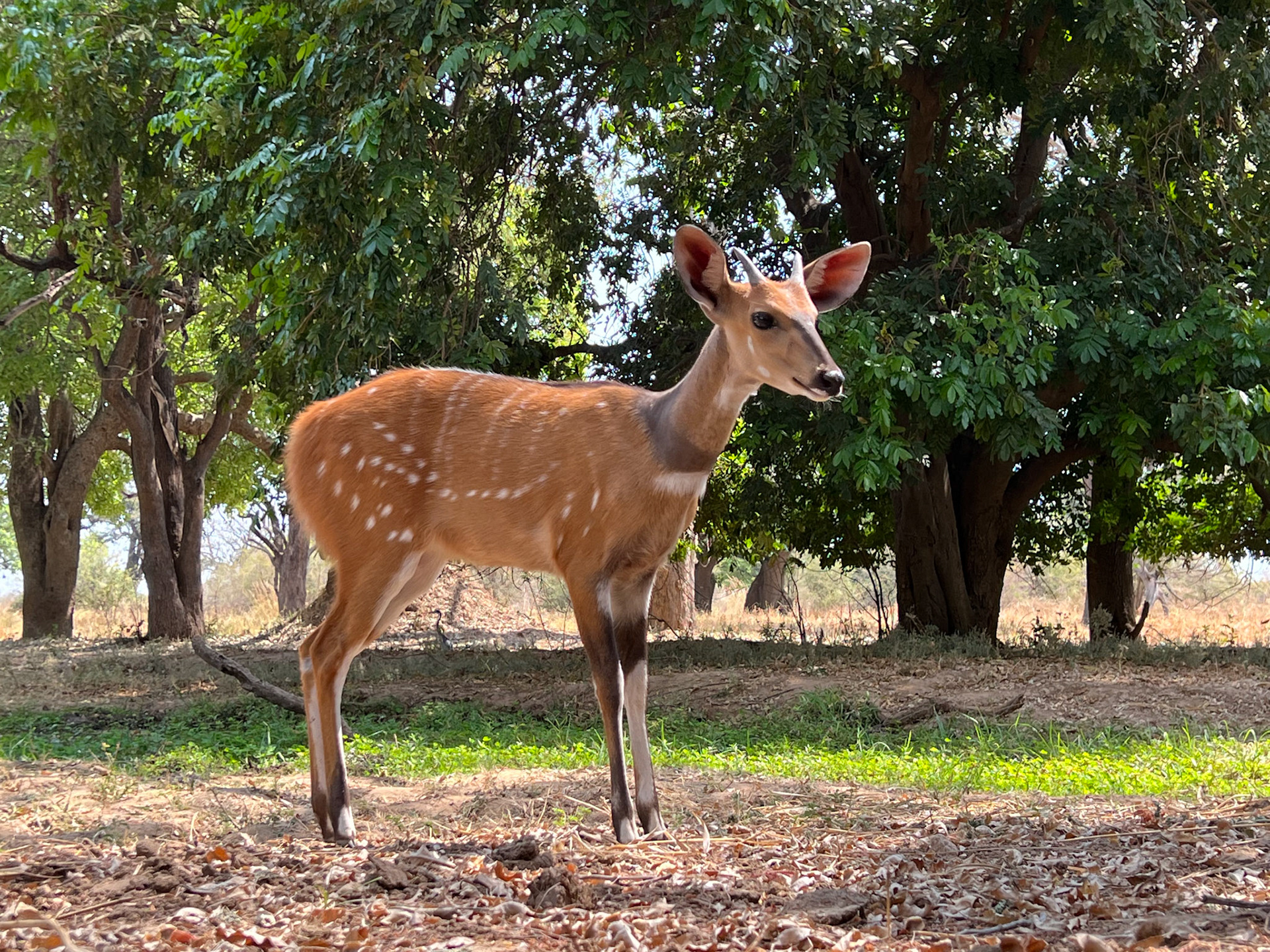 Curious bushbuck at the hide at Tafika