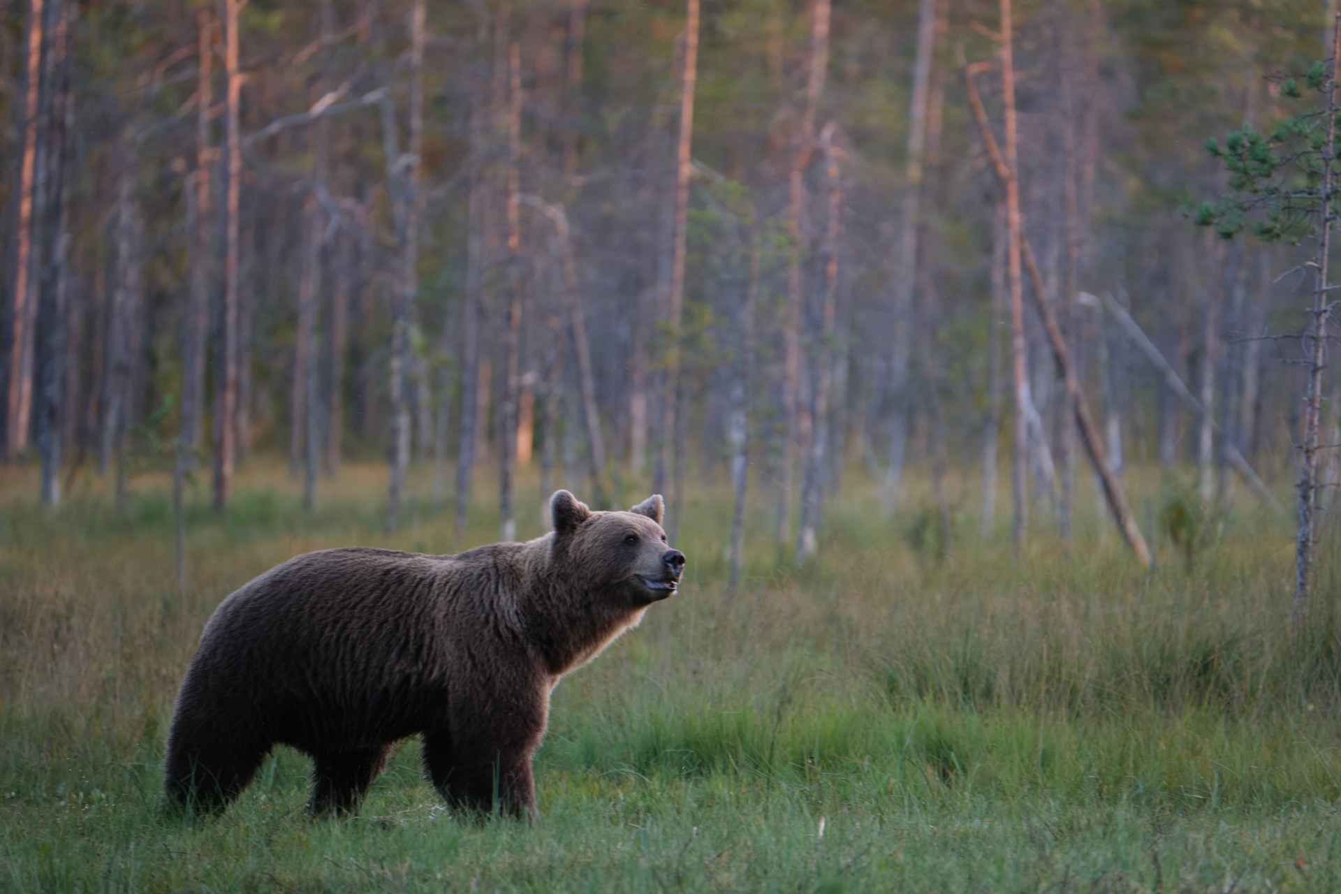 Brown bear