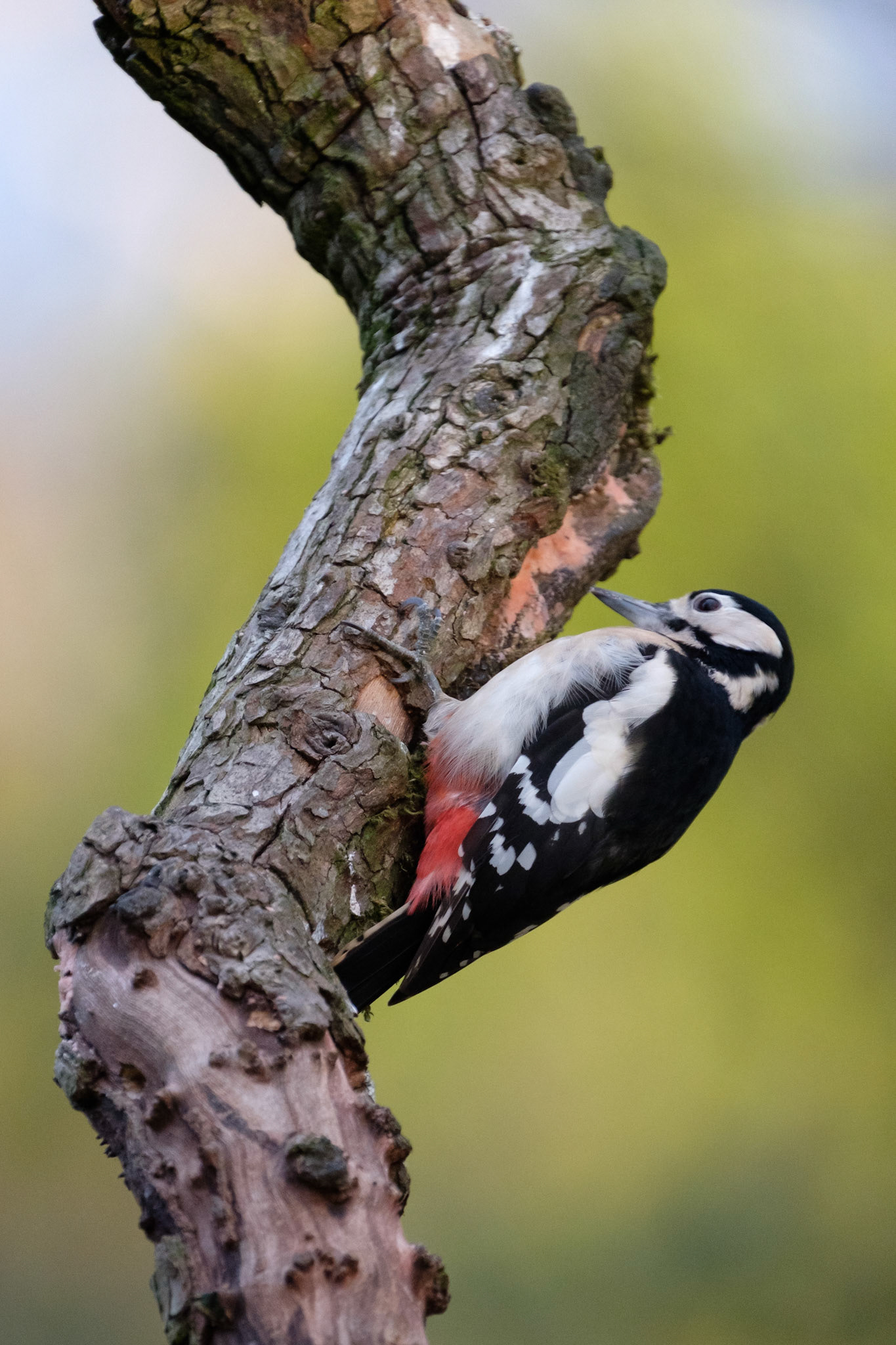 Greater spotted woodpecker