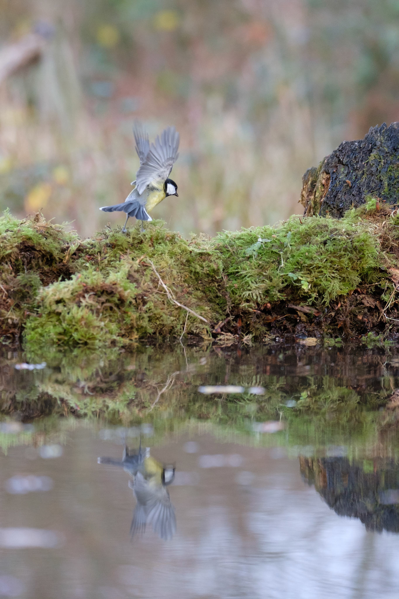 Great tit
