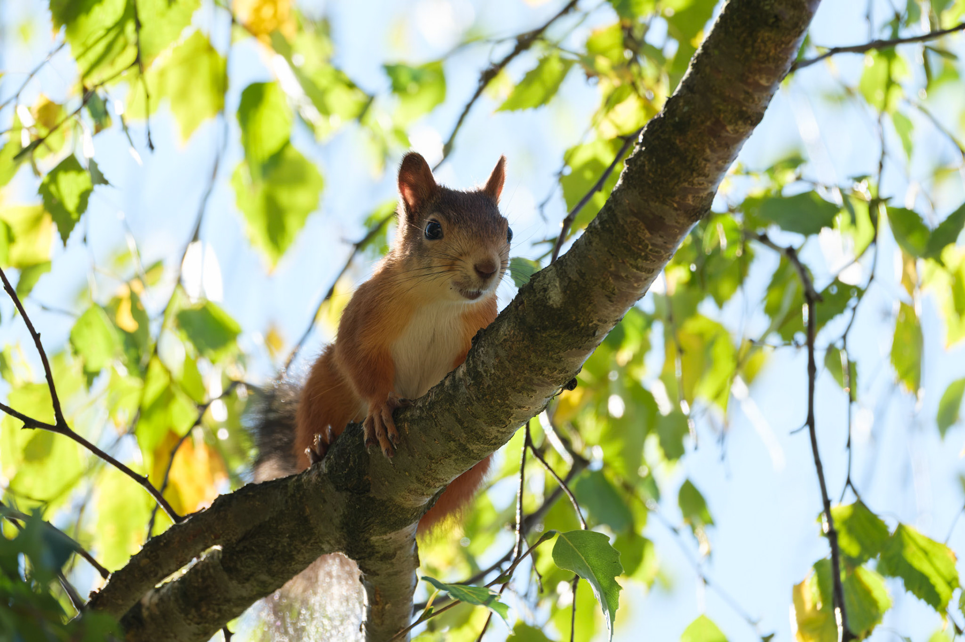 Red squirrel