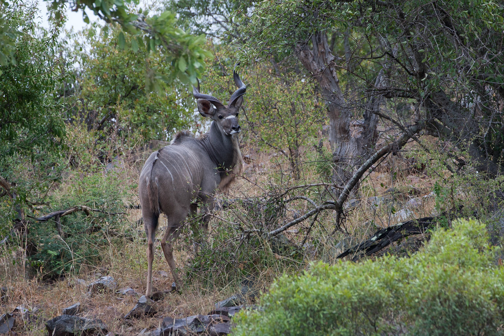 Male kudu