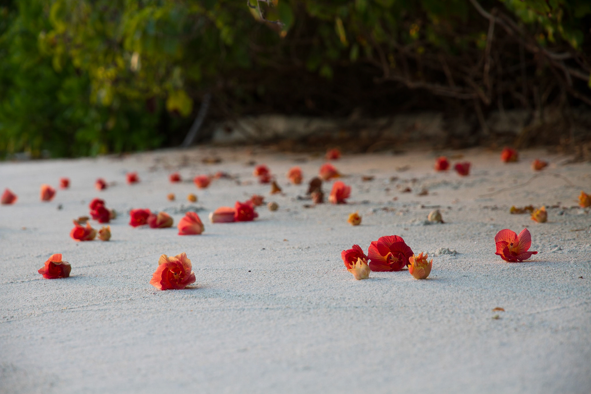 Flowers fallen on the sand