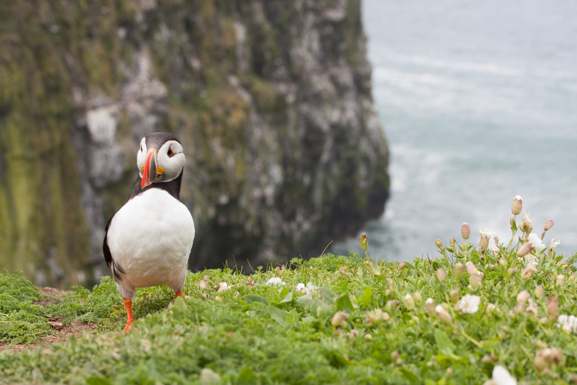 Puffin at The Wick