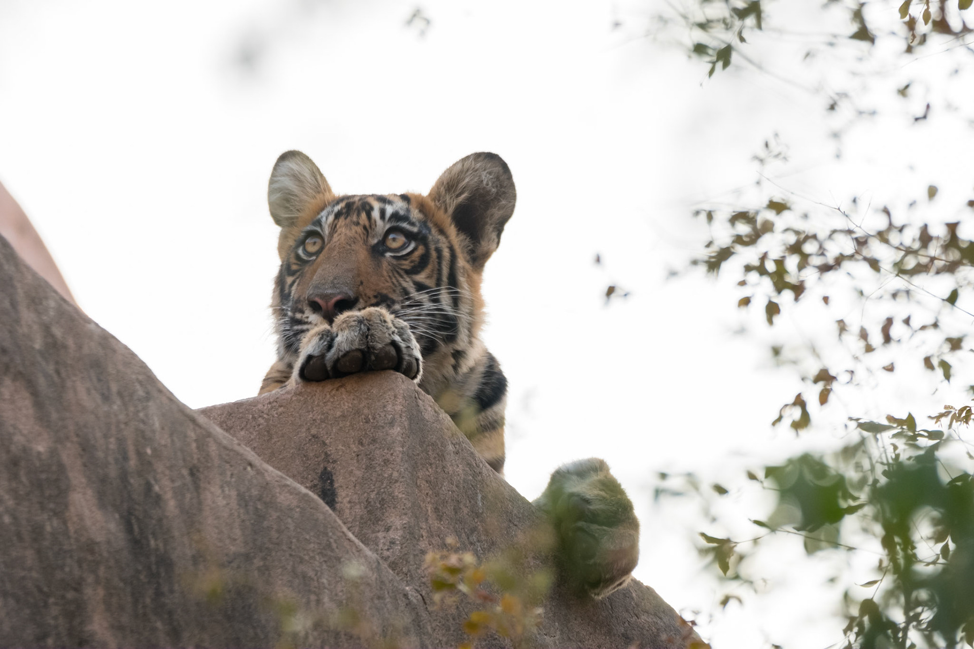 Tiger cub