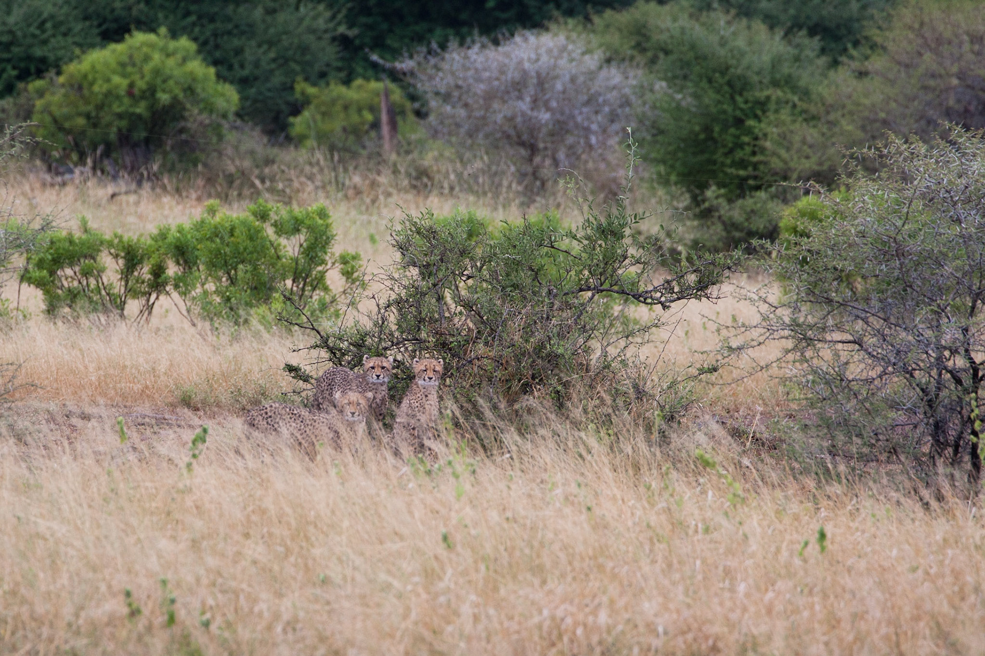 Cheetah cubs