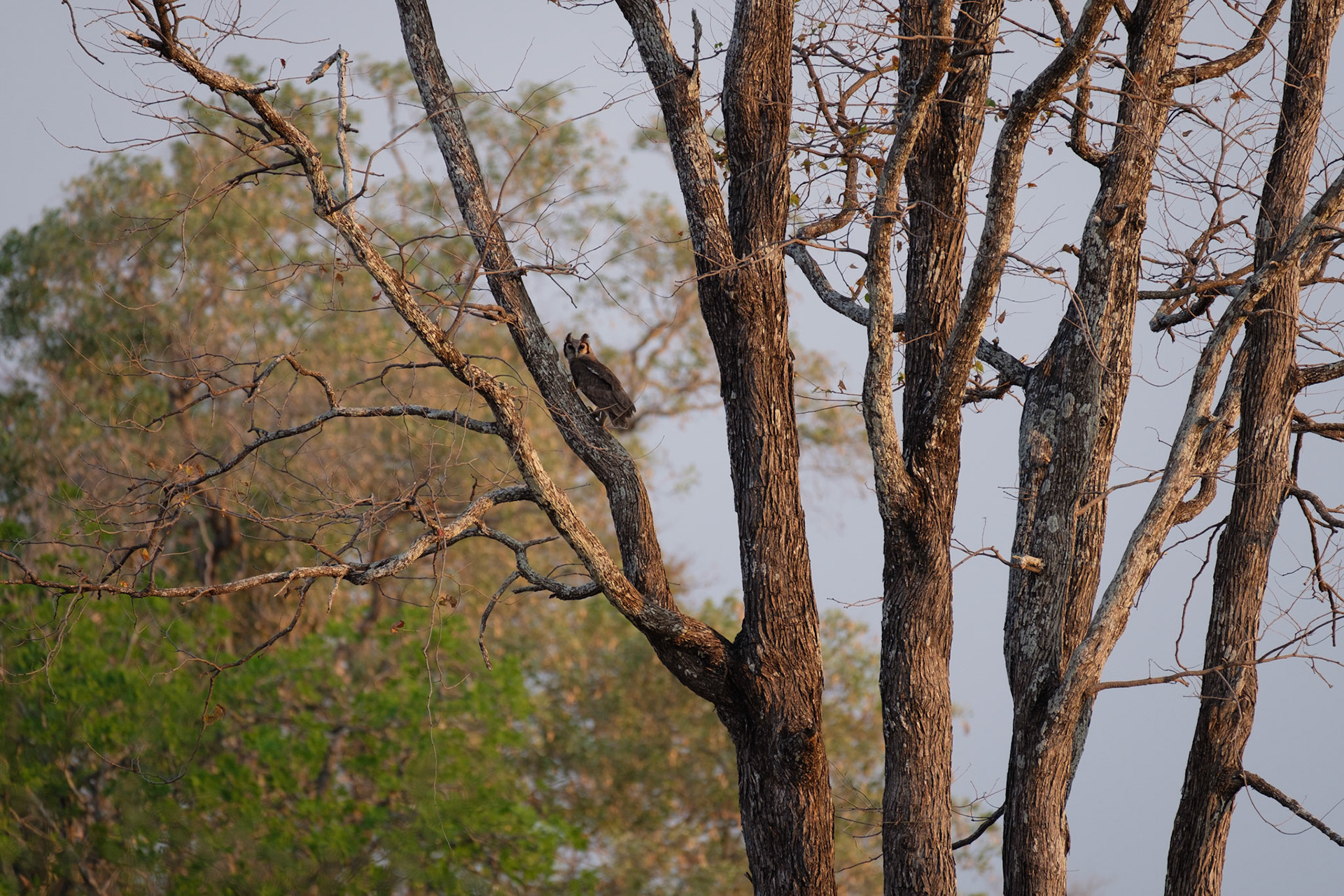 Verreaux’s eagle owl