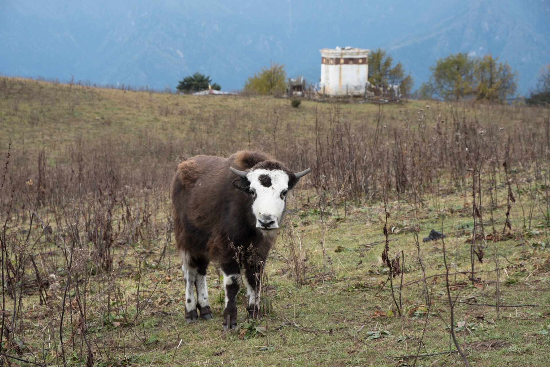 Baby yak