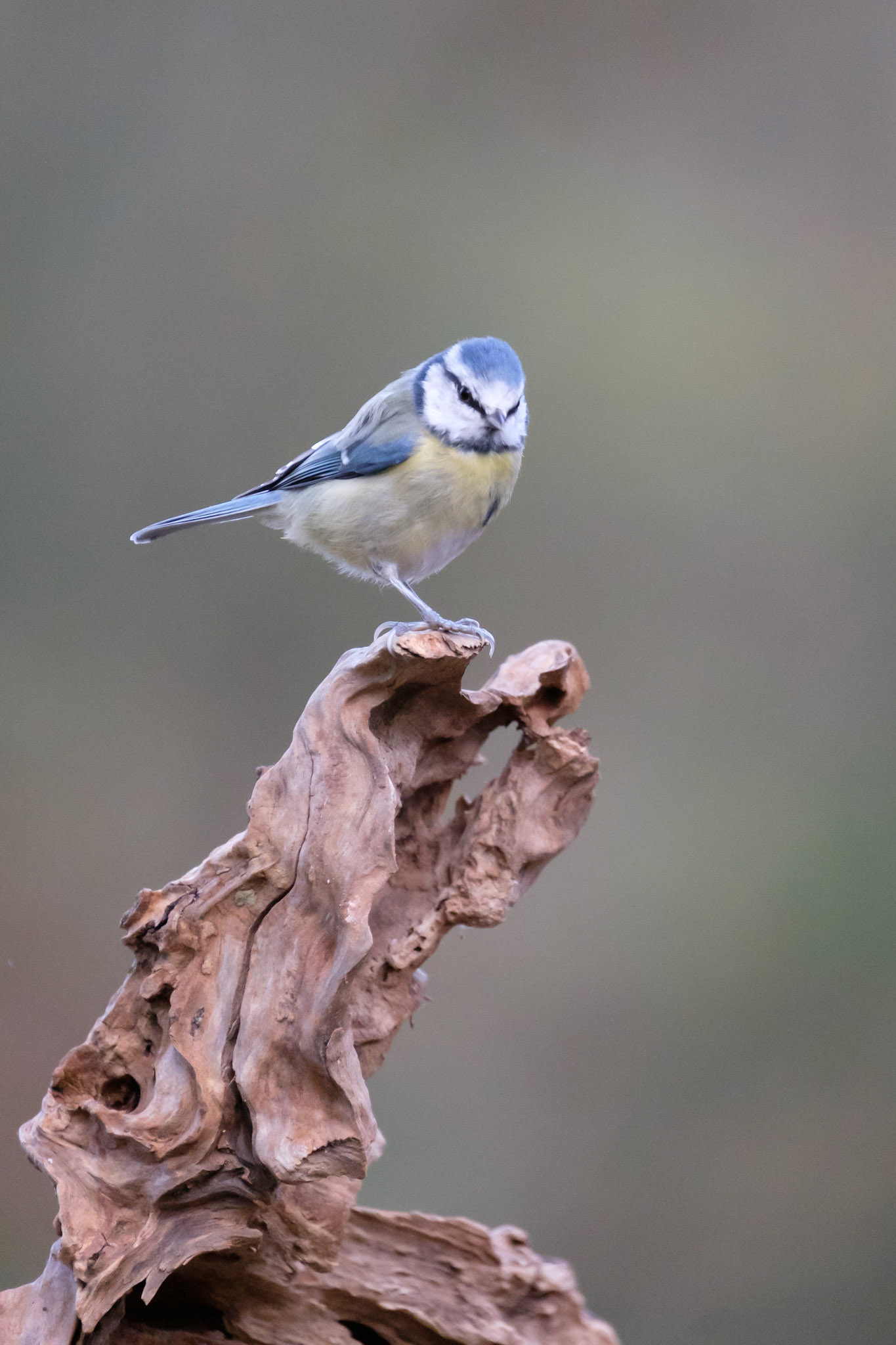 Blue tit