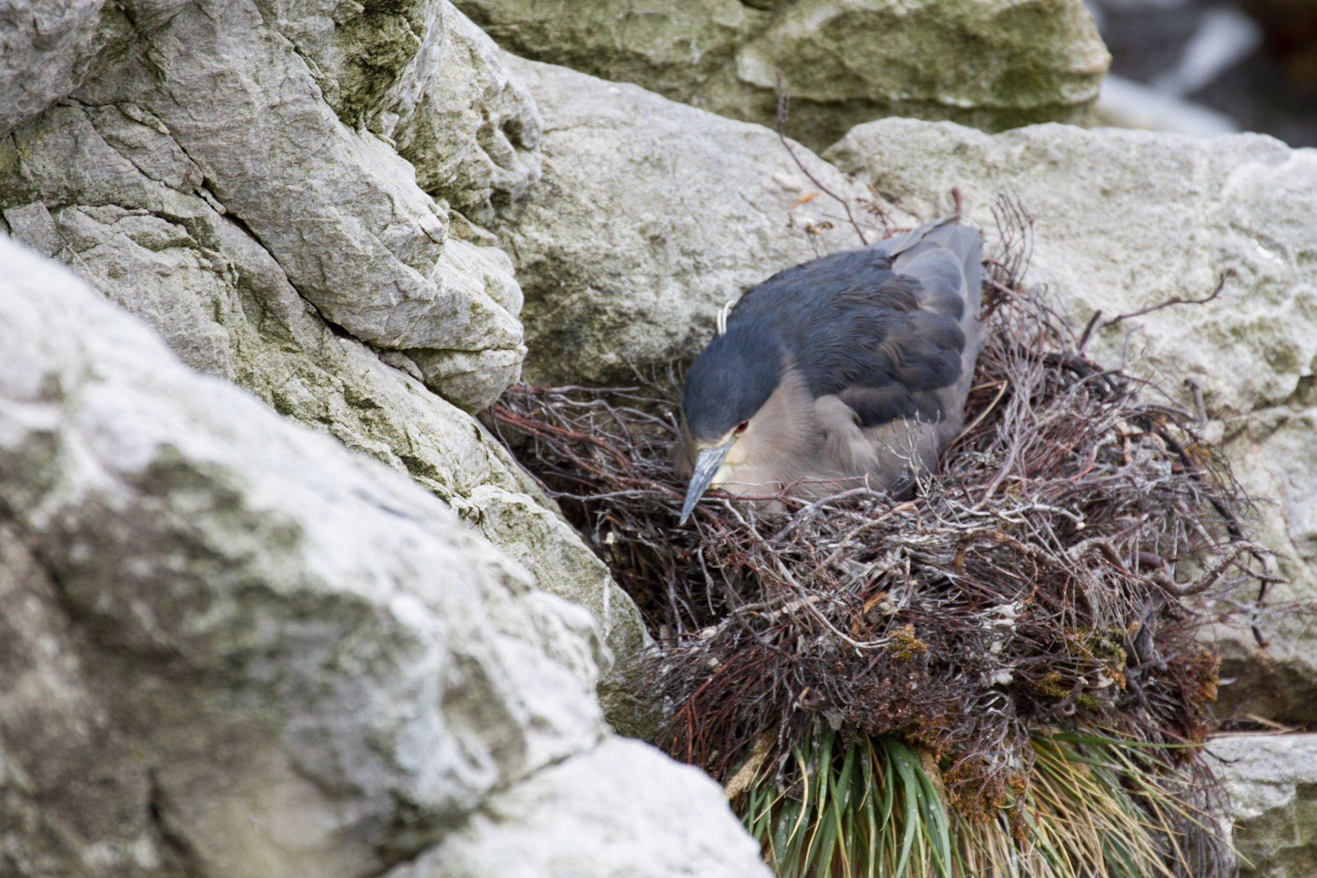 Night heron on a nest