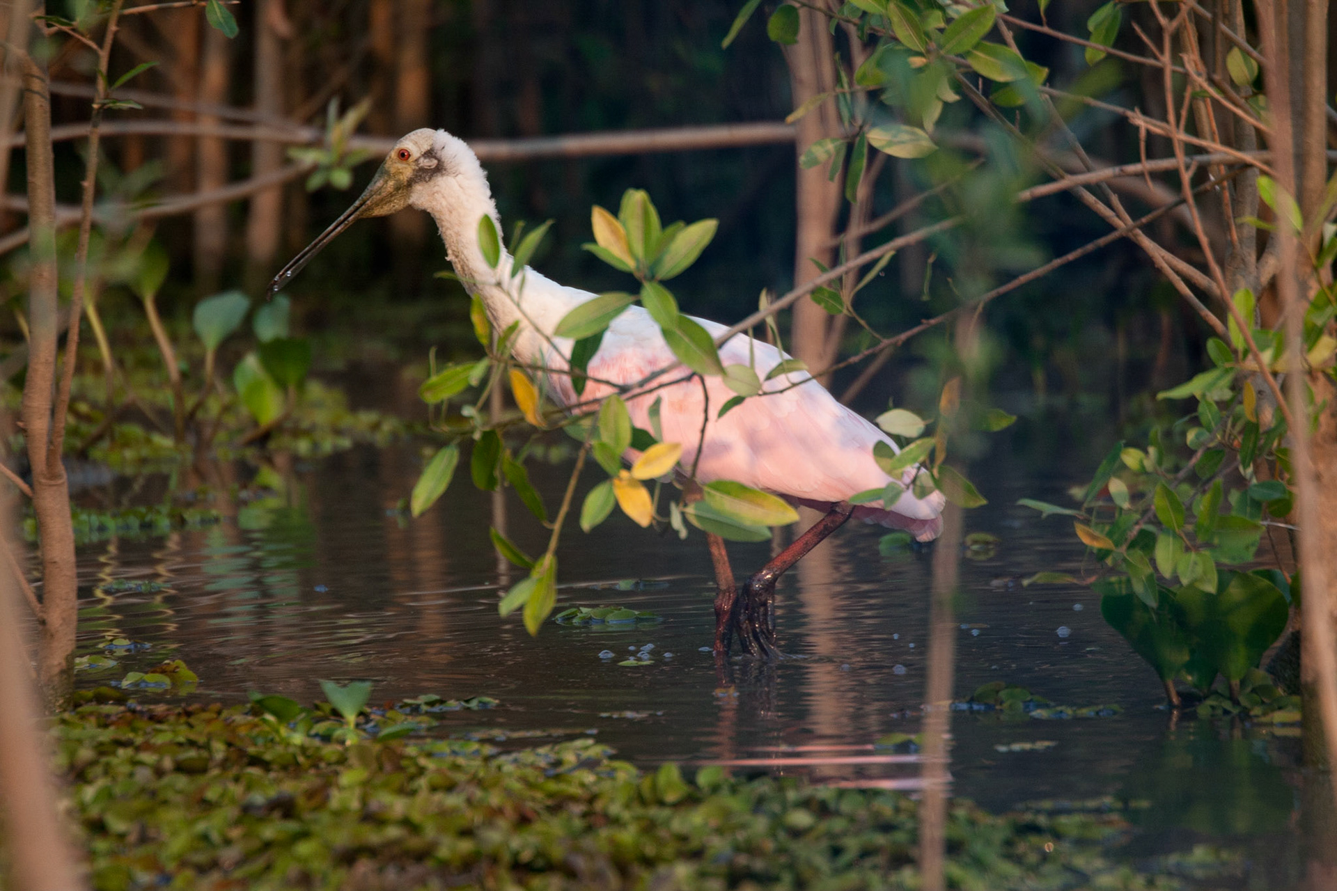 Roseate spoonbill