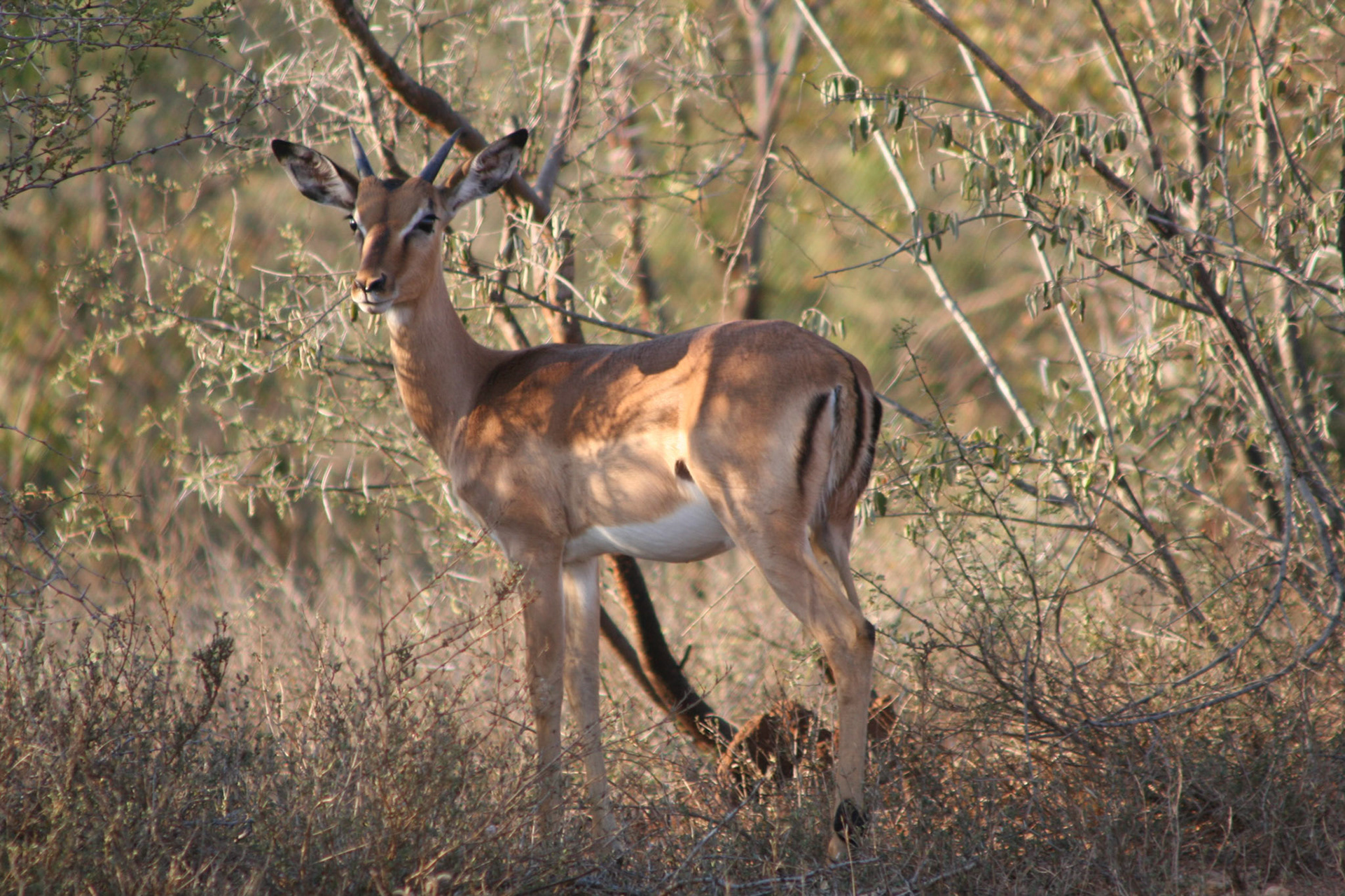 Impala
