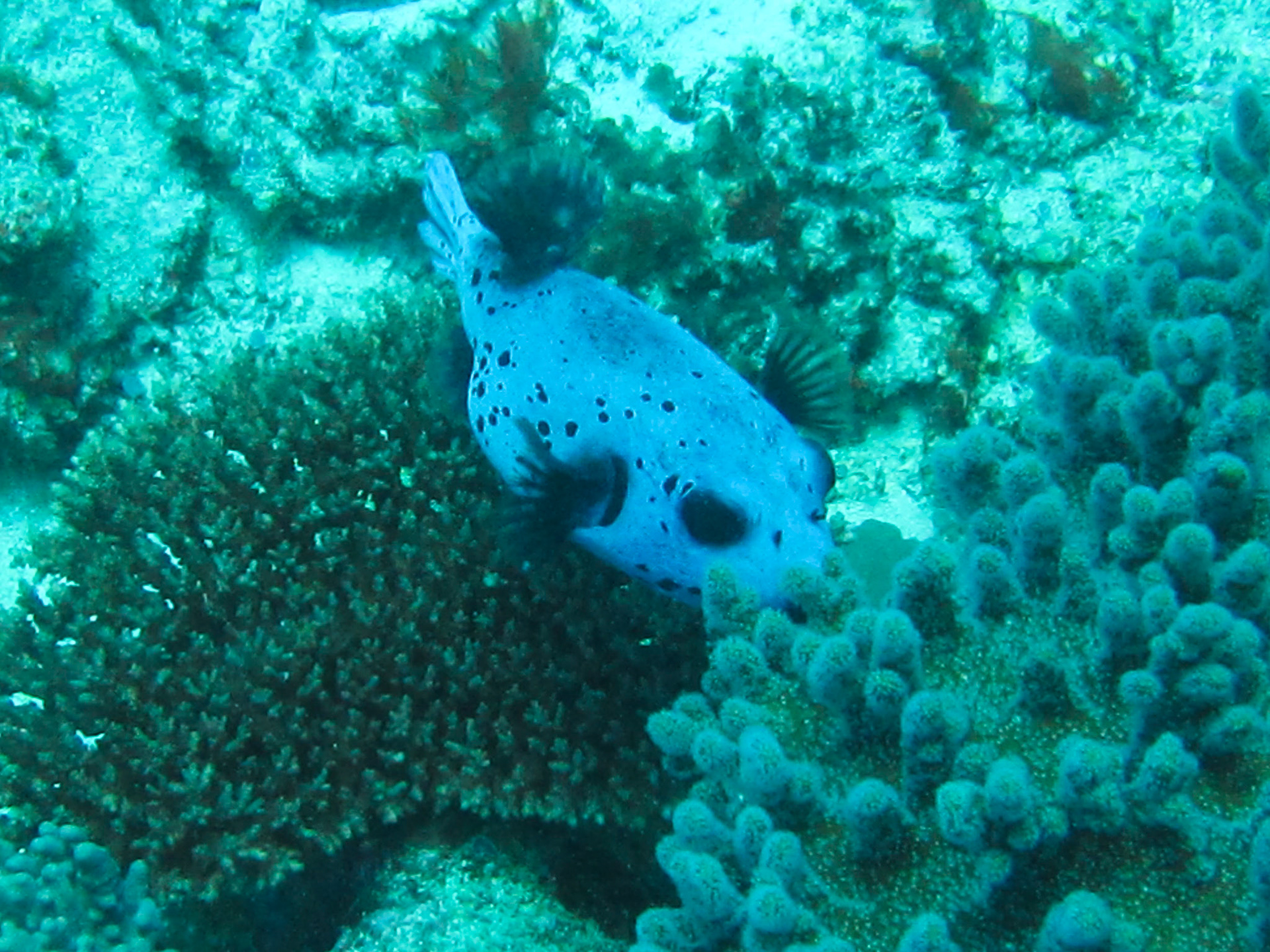Boxfish