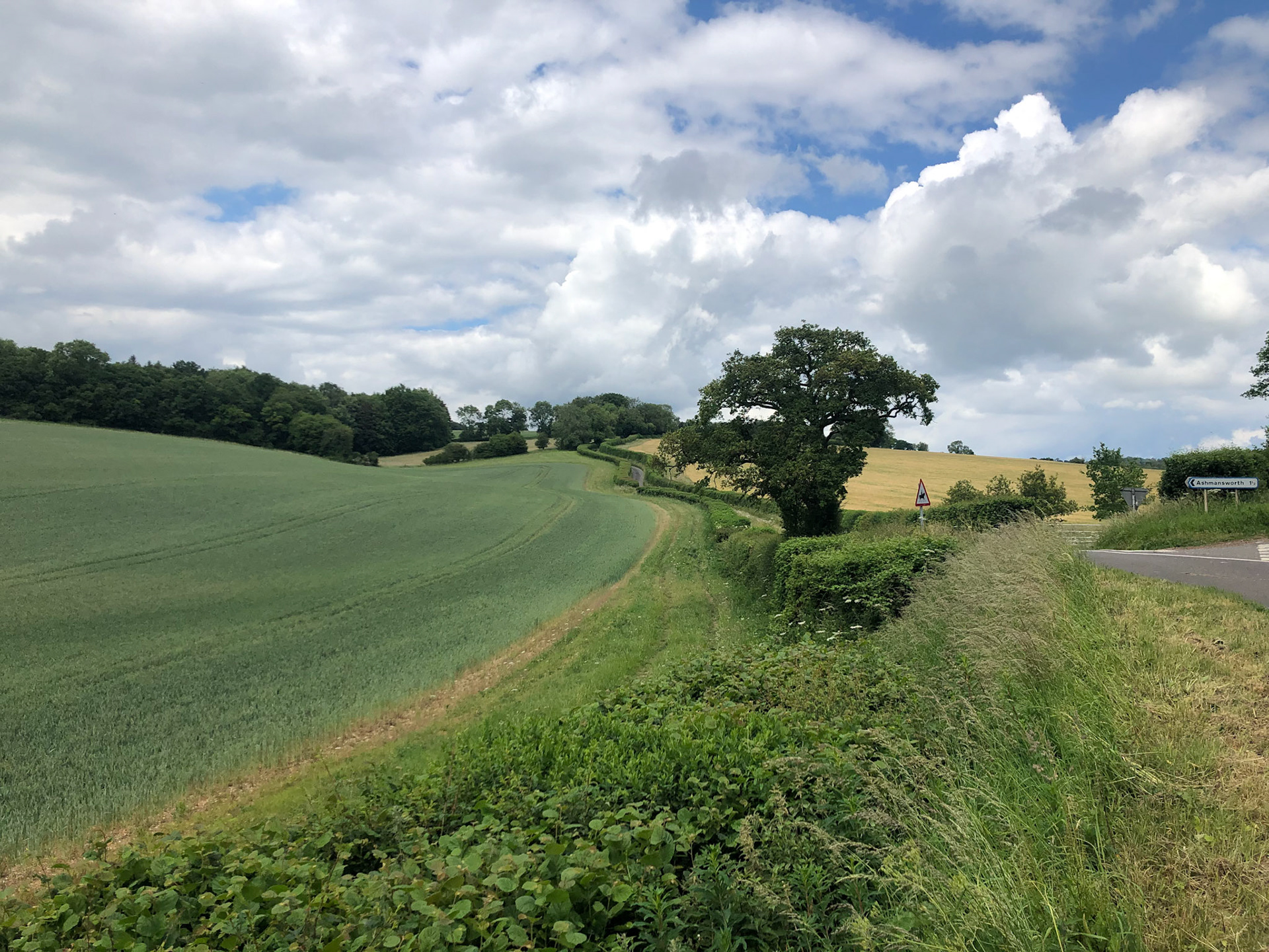 Near Sidley Wood