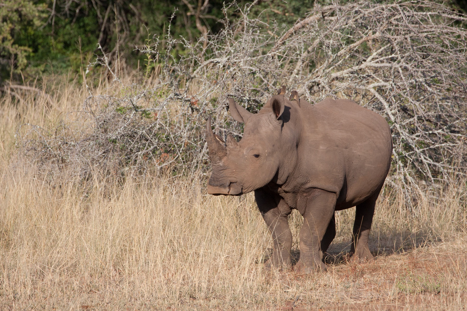 White rhino