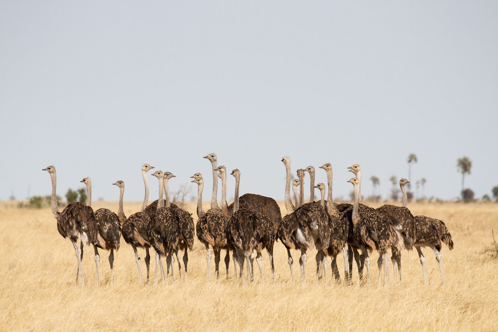 Juvenile ostriches