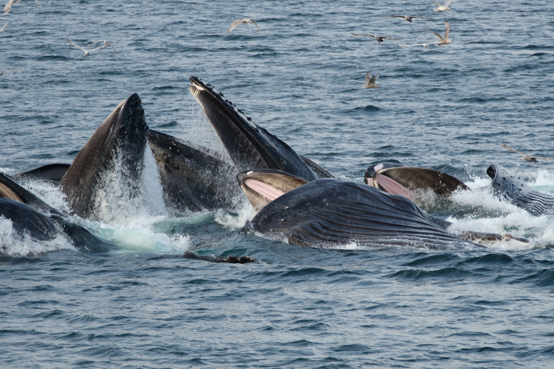 Humpback whales bubble net feeding