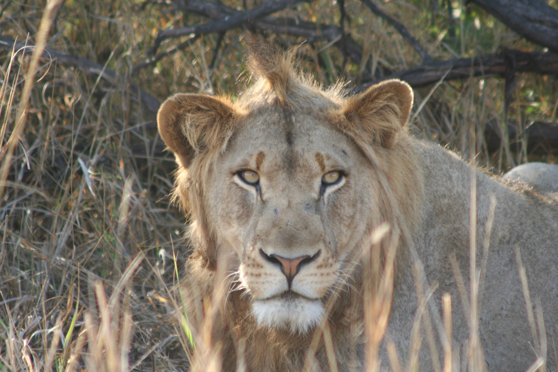 Young male lion