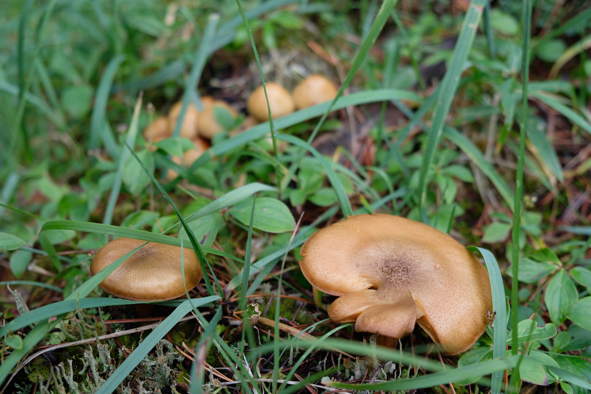 Mushrooms