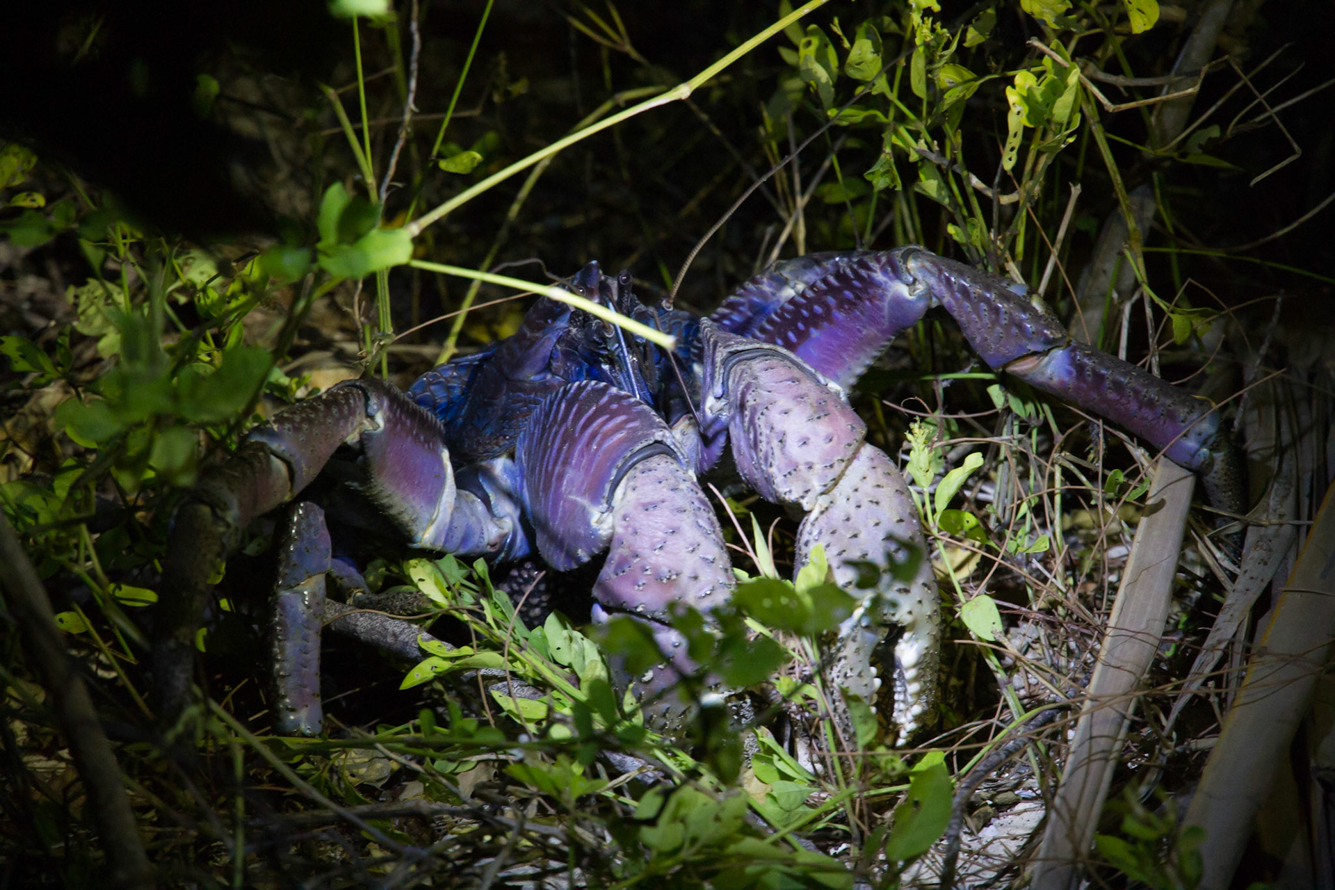 Coconut crab