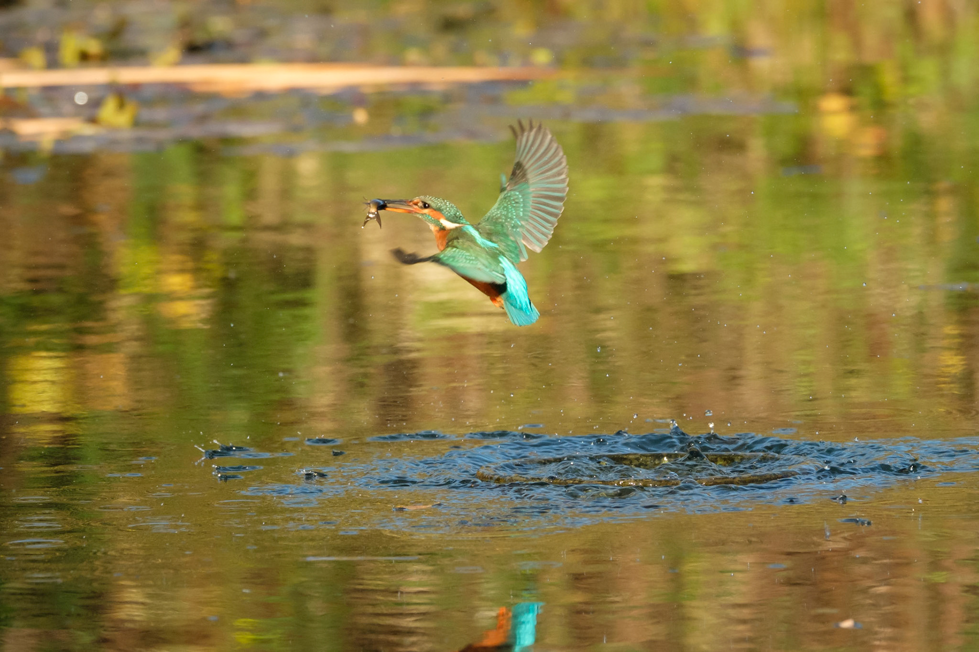 Kingfisher