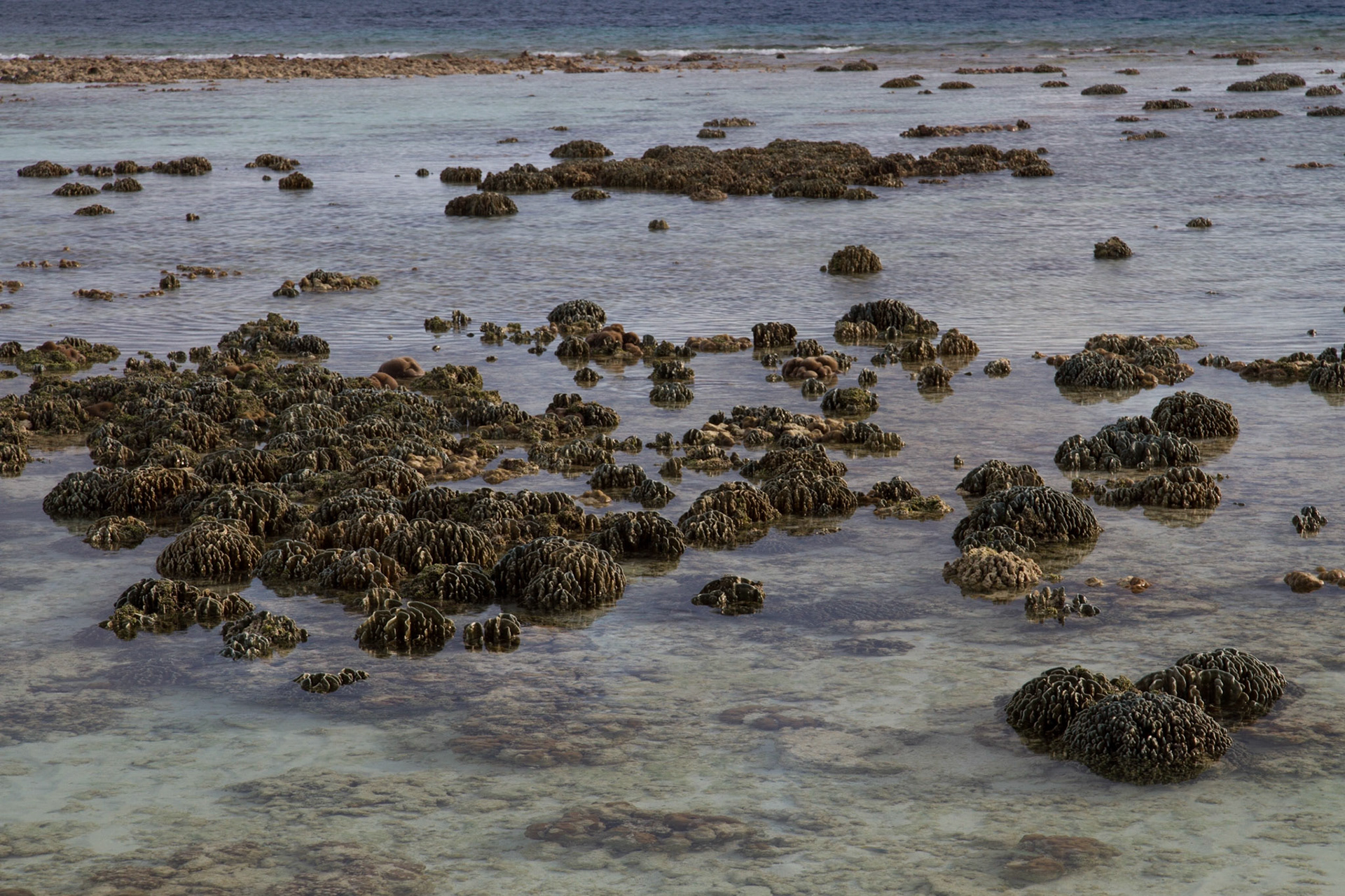 Exposed coral