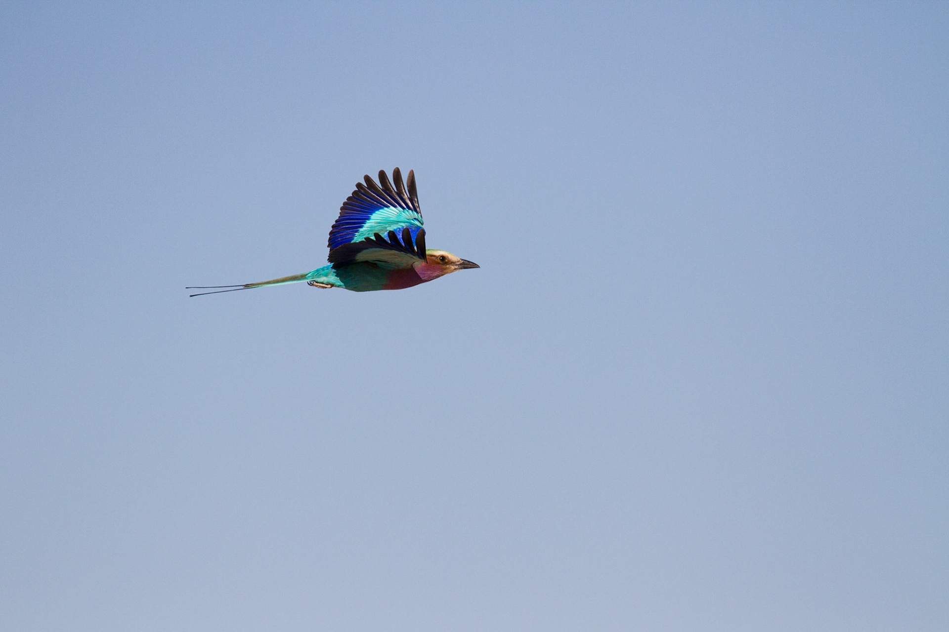 Lilac breasted roller