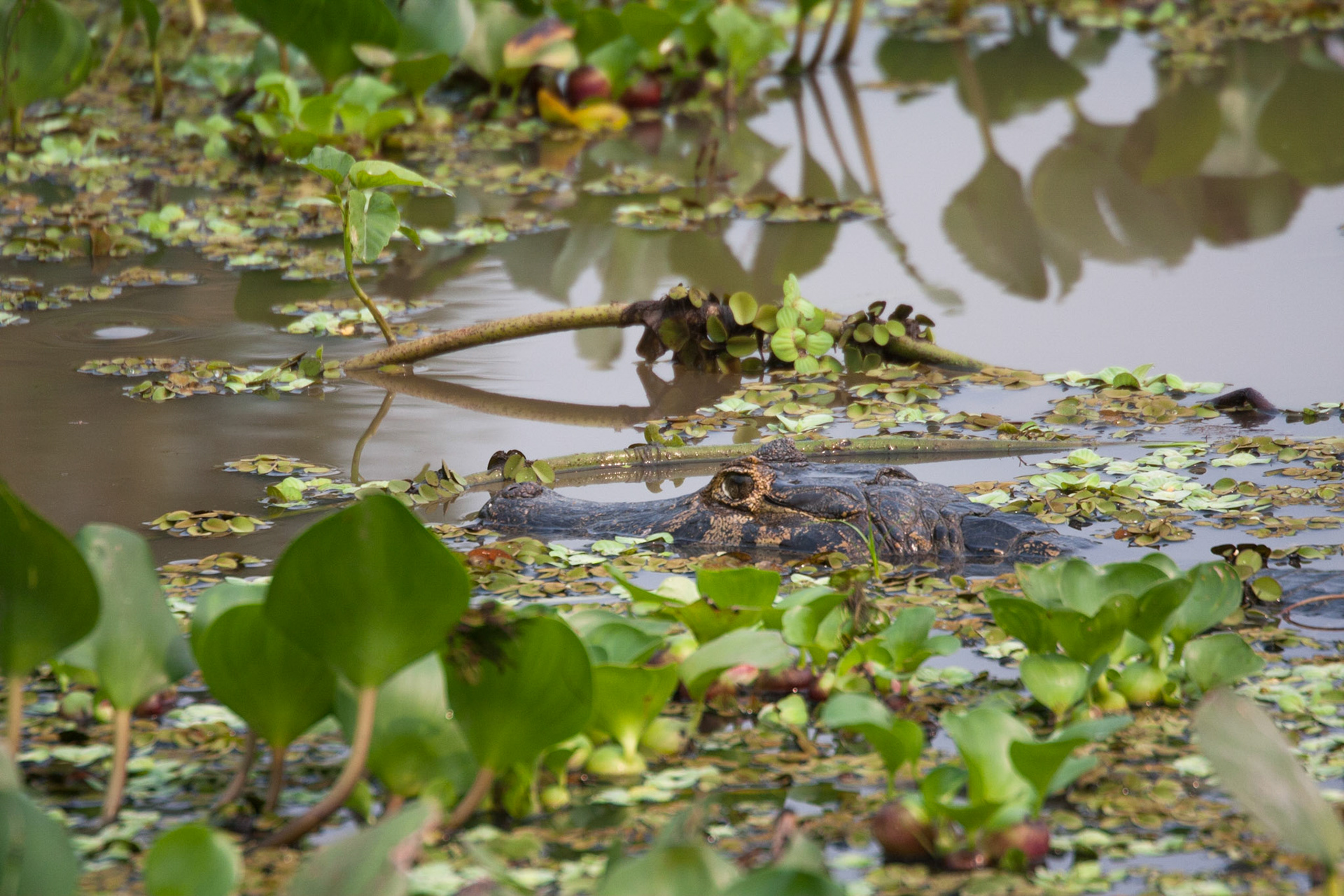 Caiman