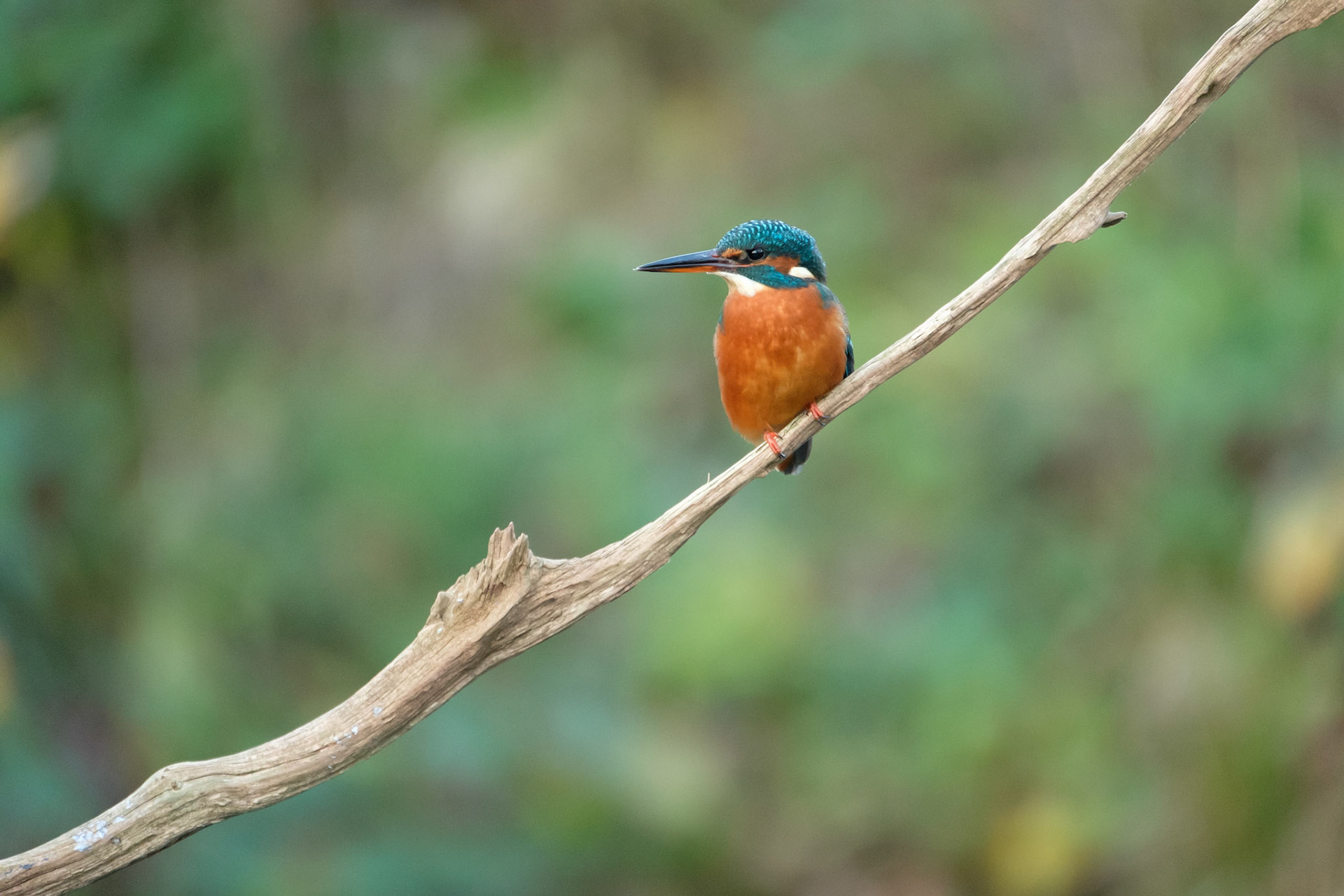 Kingfisher