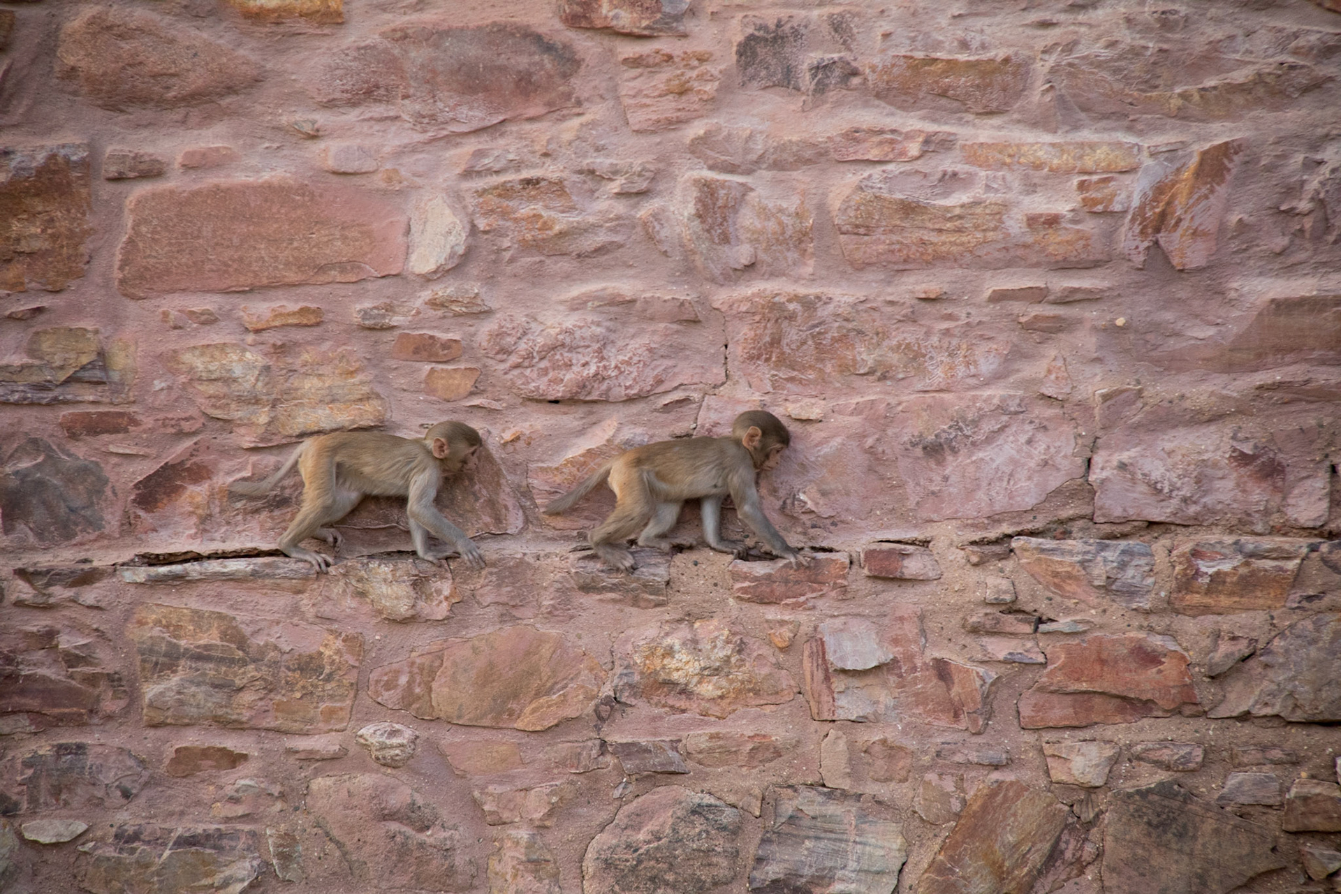 Rhesus macaques