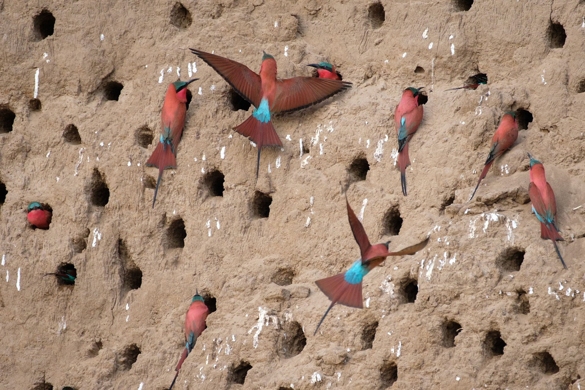 Carmine bee-eaters nesting in the sandbank