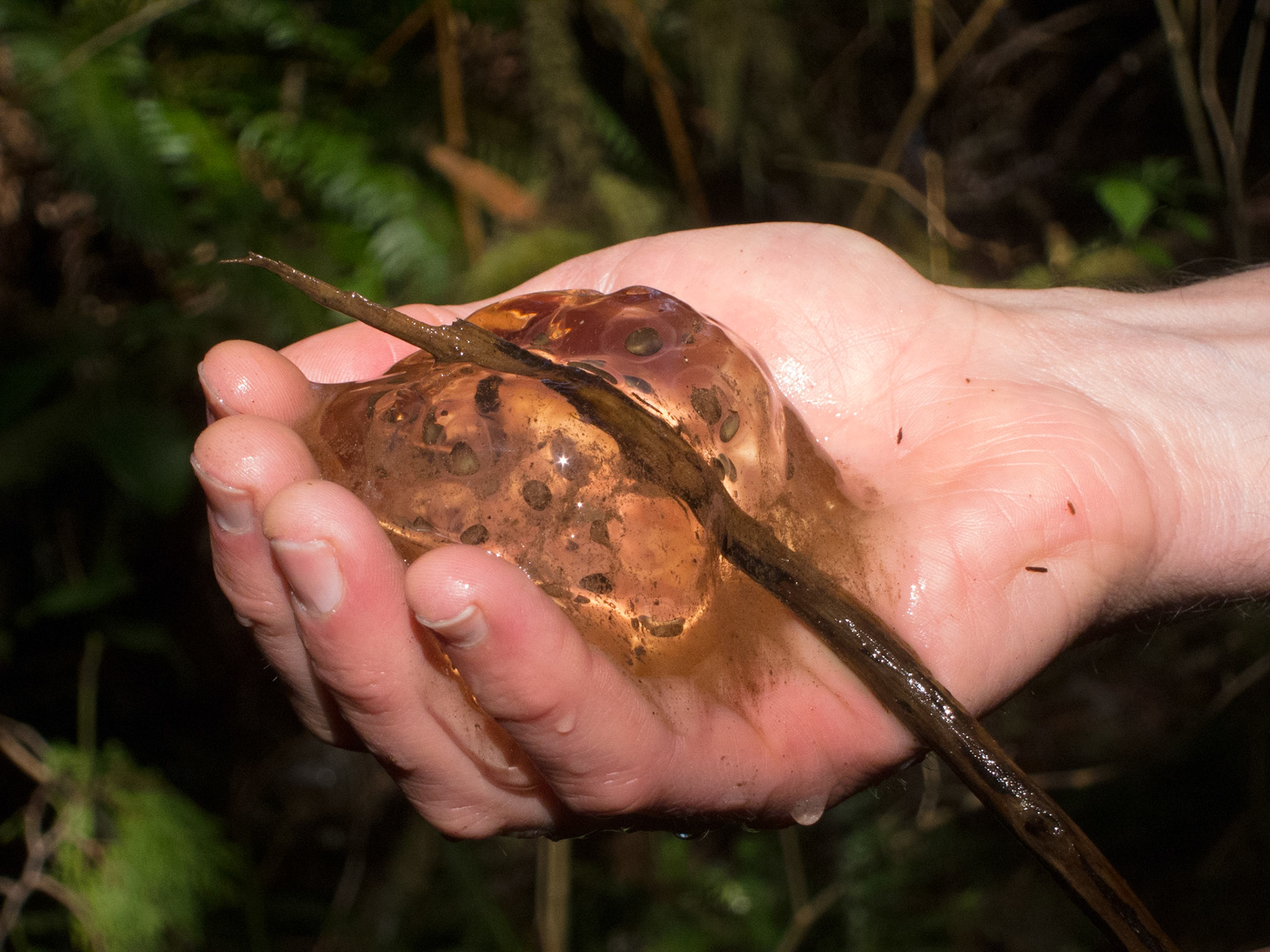Salamander spawn