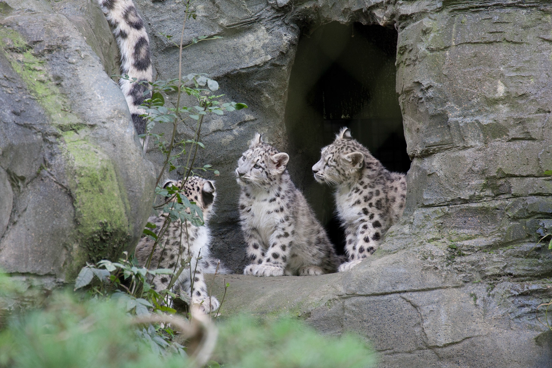 The 3 cubs