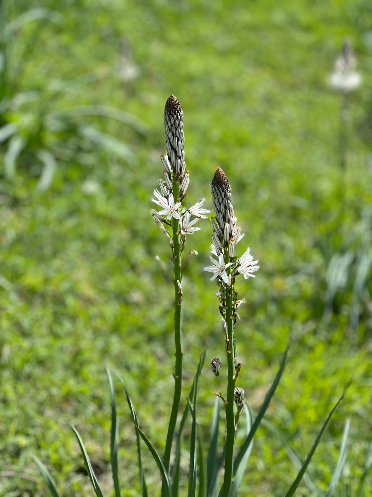 White asphodel
