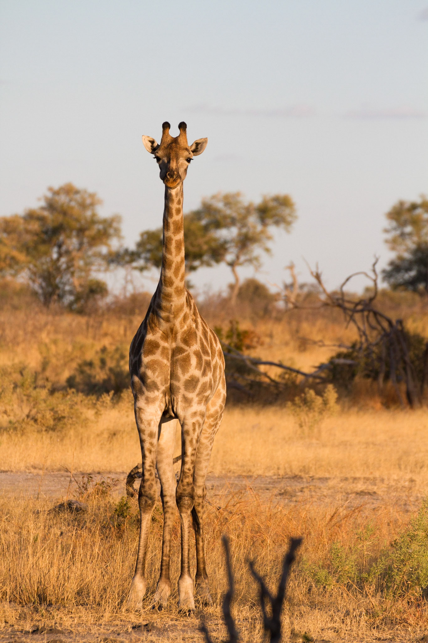 Giraffe
