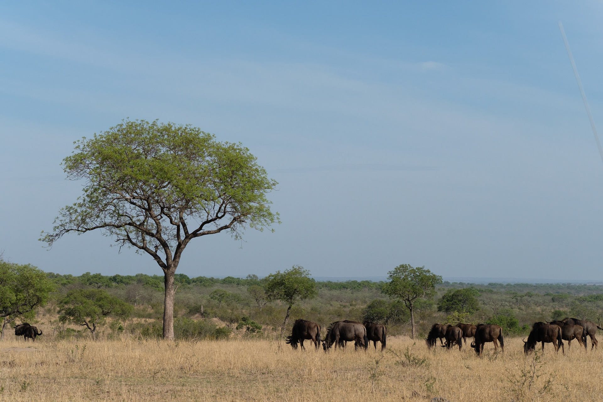 Wildebeest