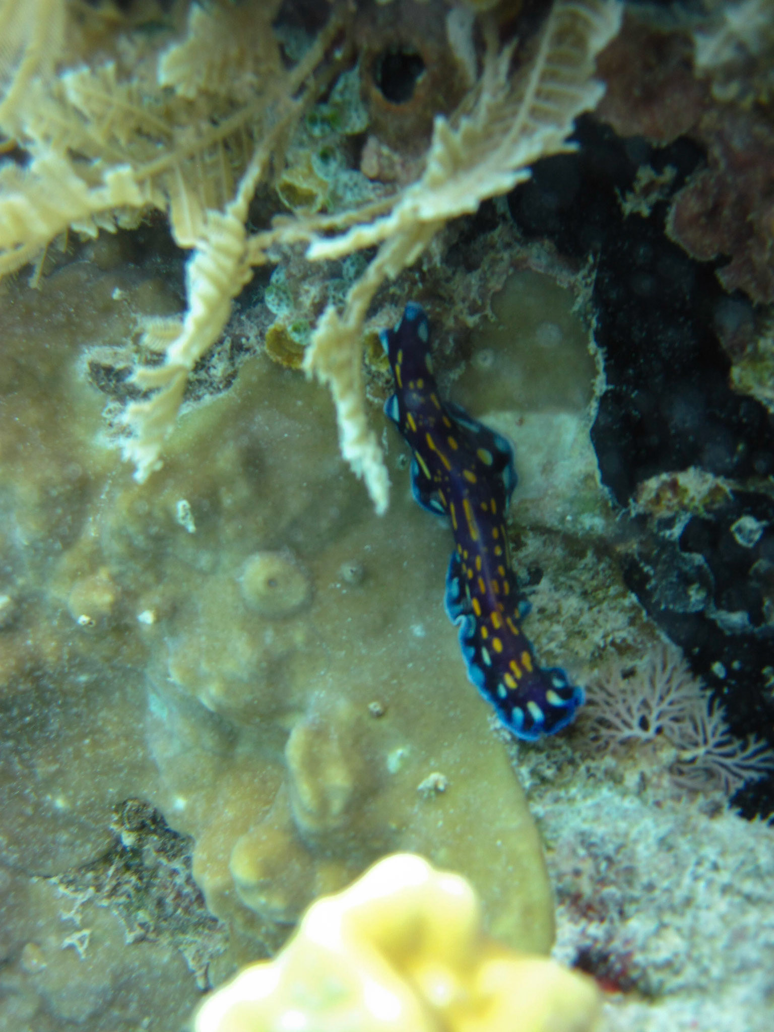 Linda's flatworm