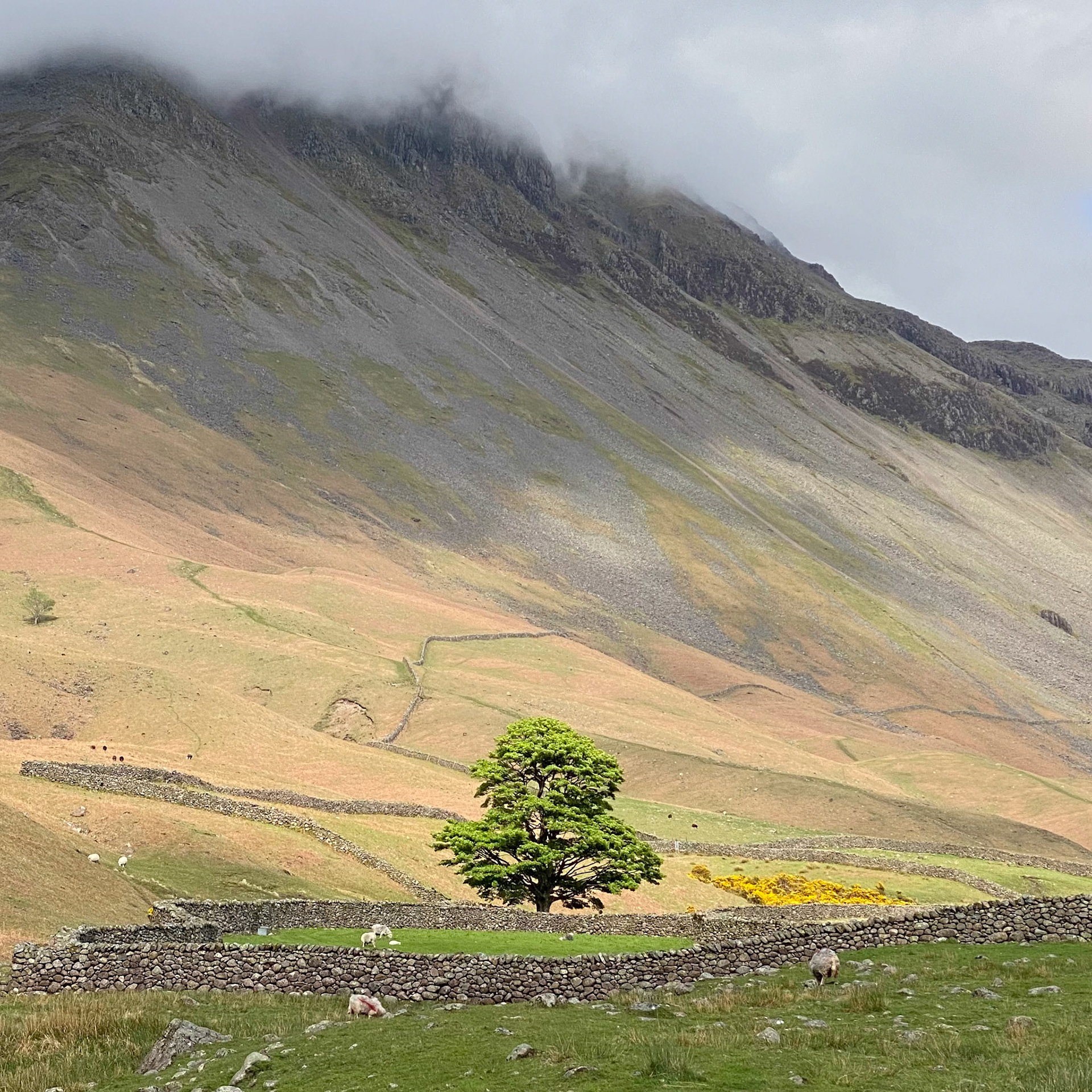 Great Gable and lone tree