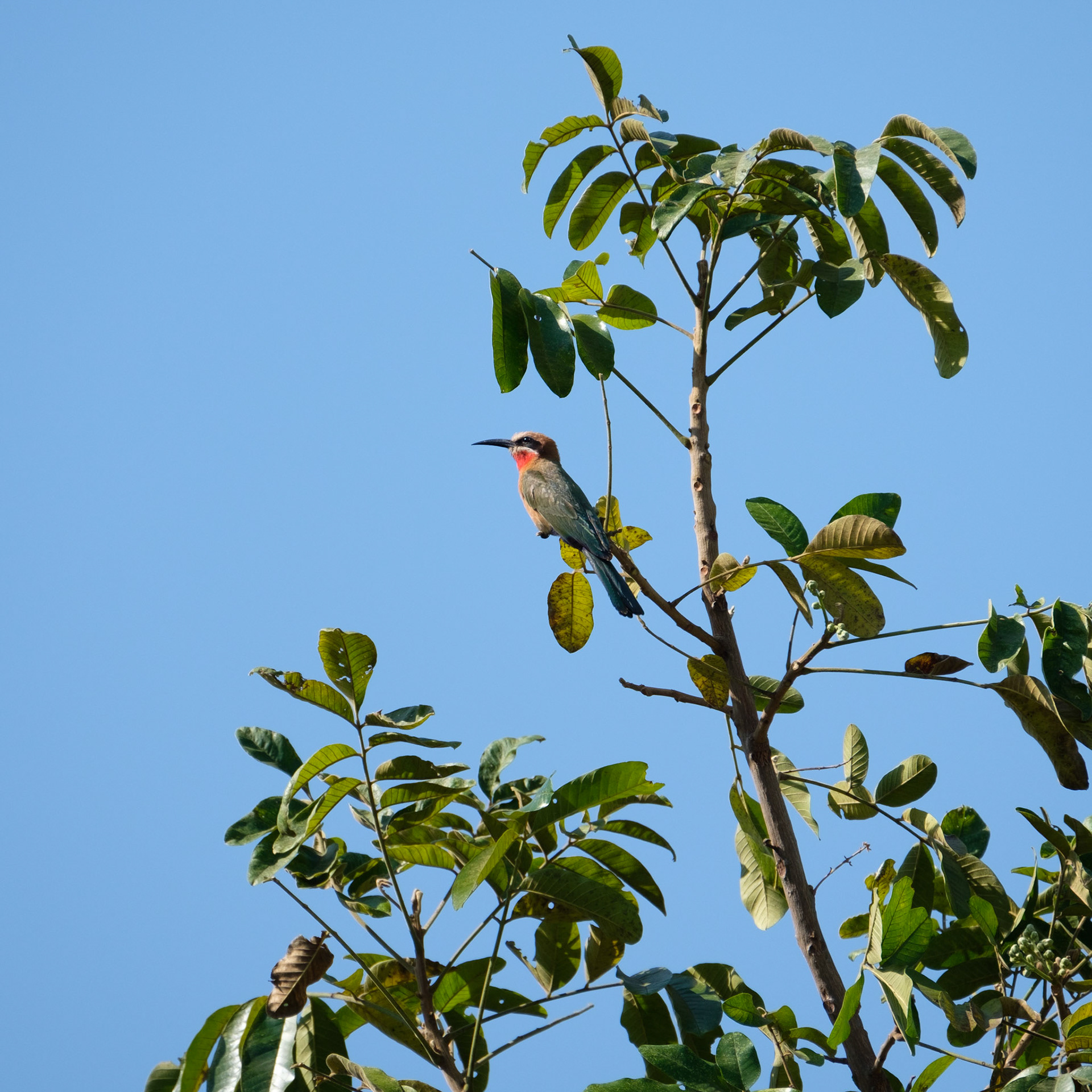 White-fronted bee-eater