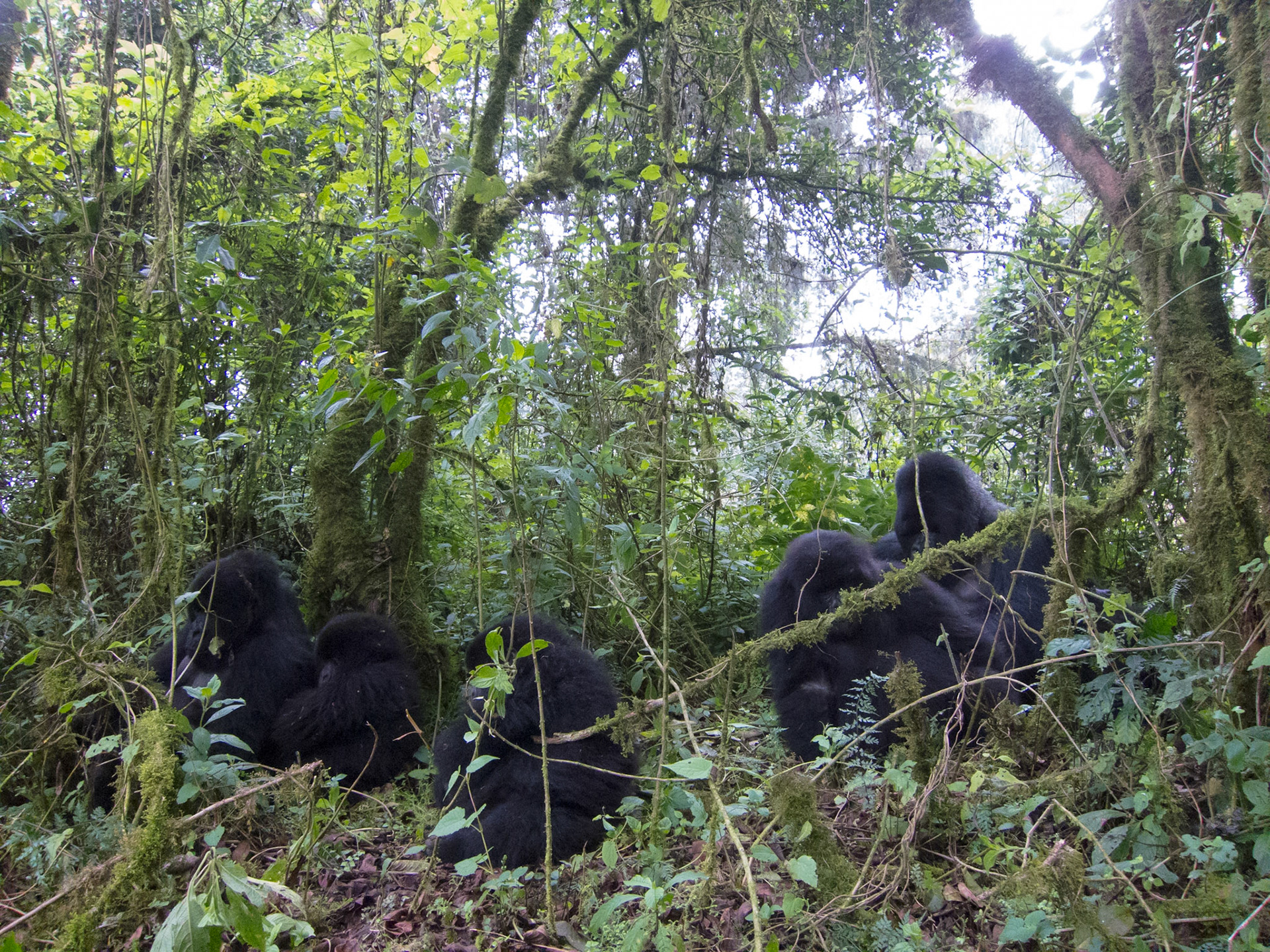 Hirwa group of mountain gorillas