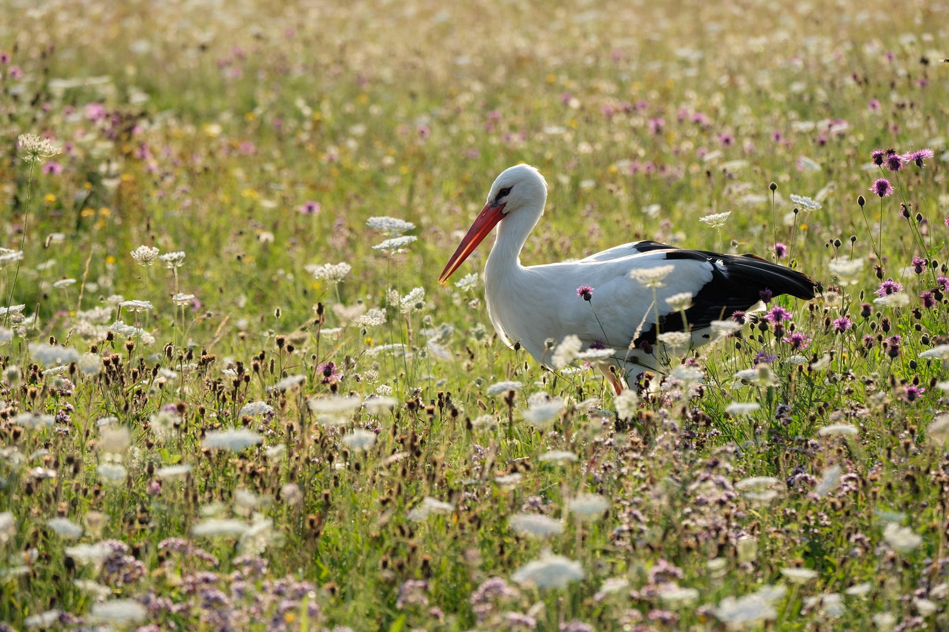 European stork