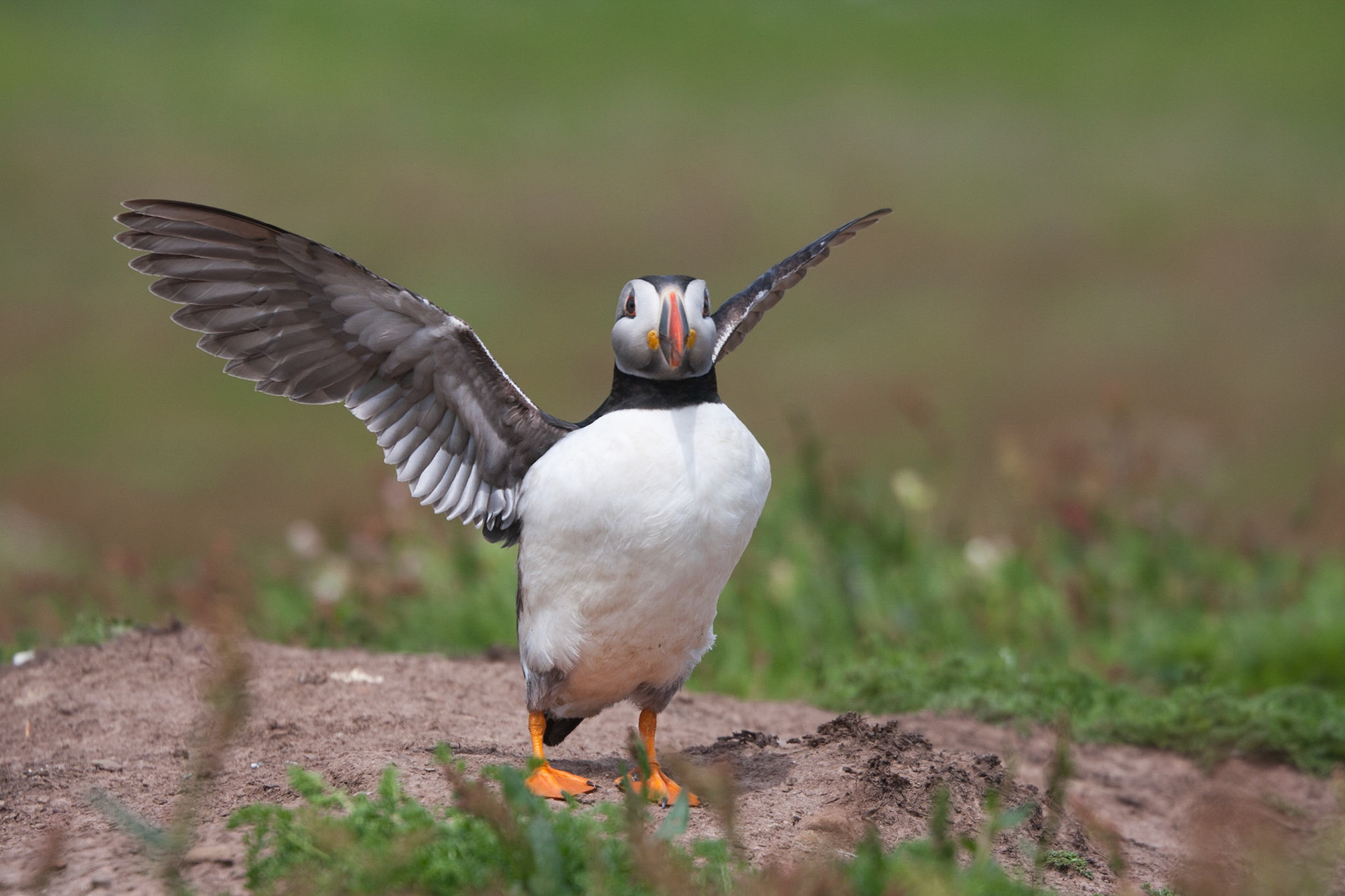 Puffin