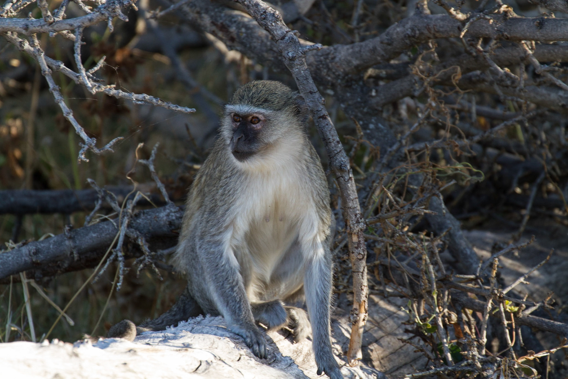 Vervet monkey